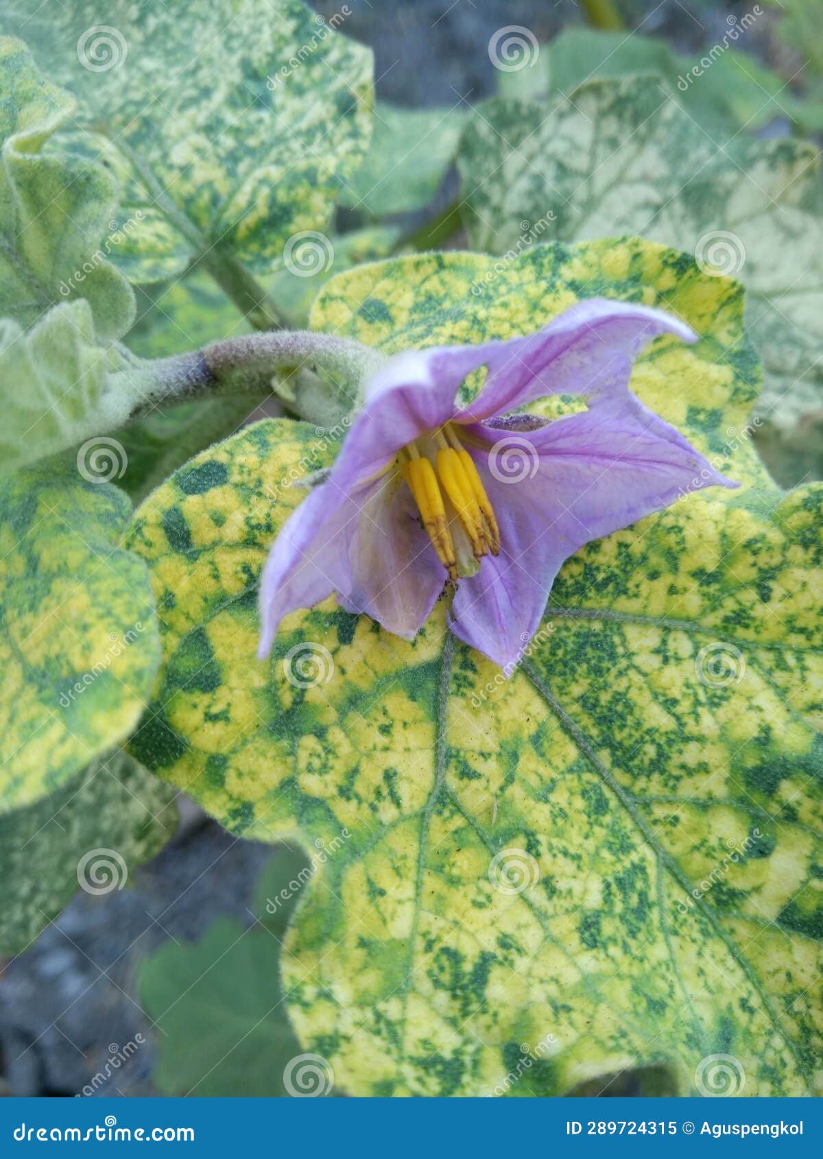 Eggplant Flowers in the Garden Stock Image Image of green, flowers