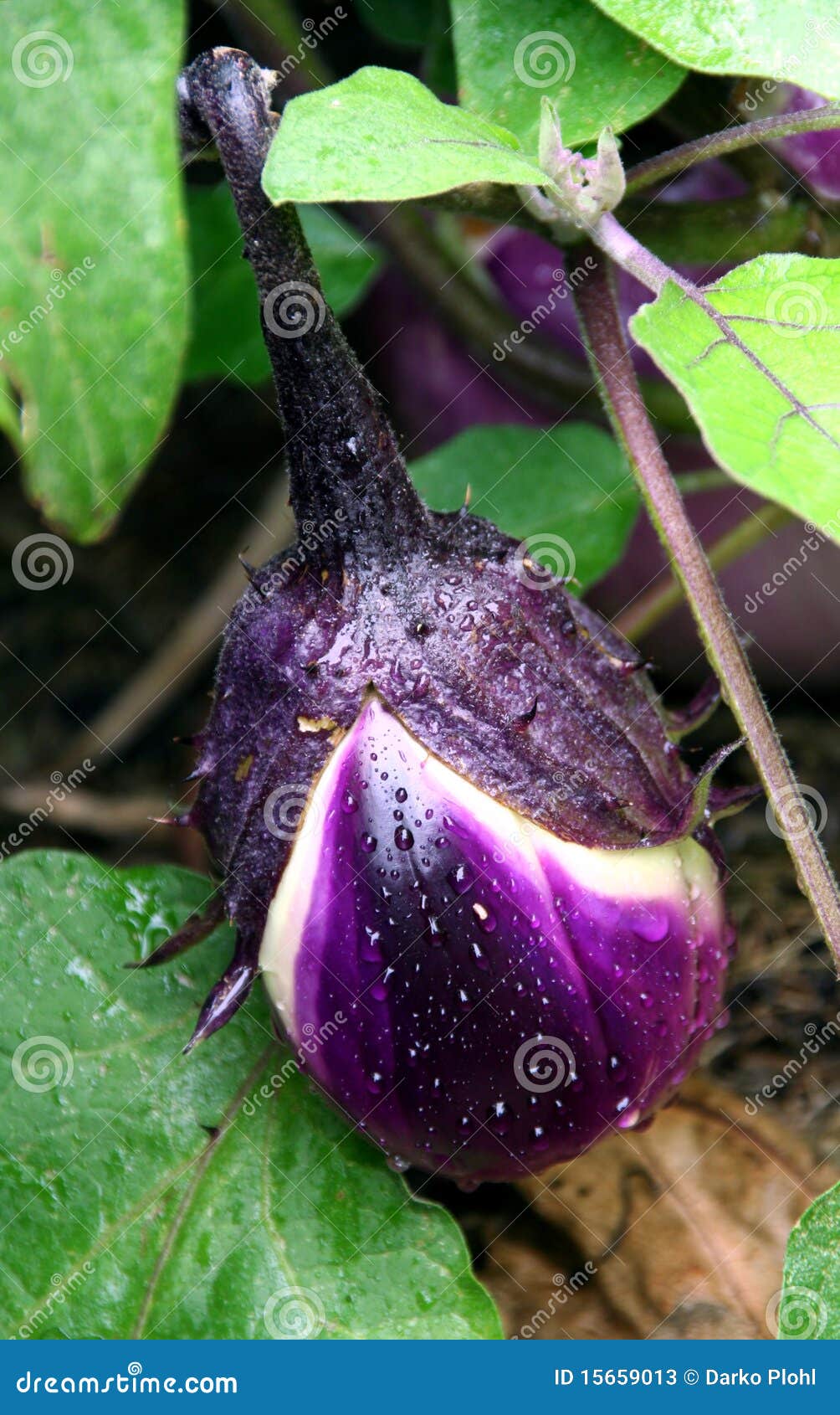 Eggplant fruit stock image. Image of solanum, aubergine 15659013