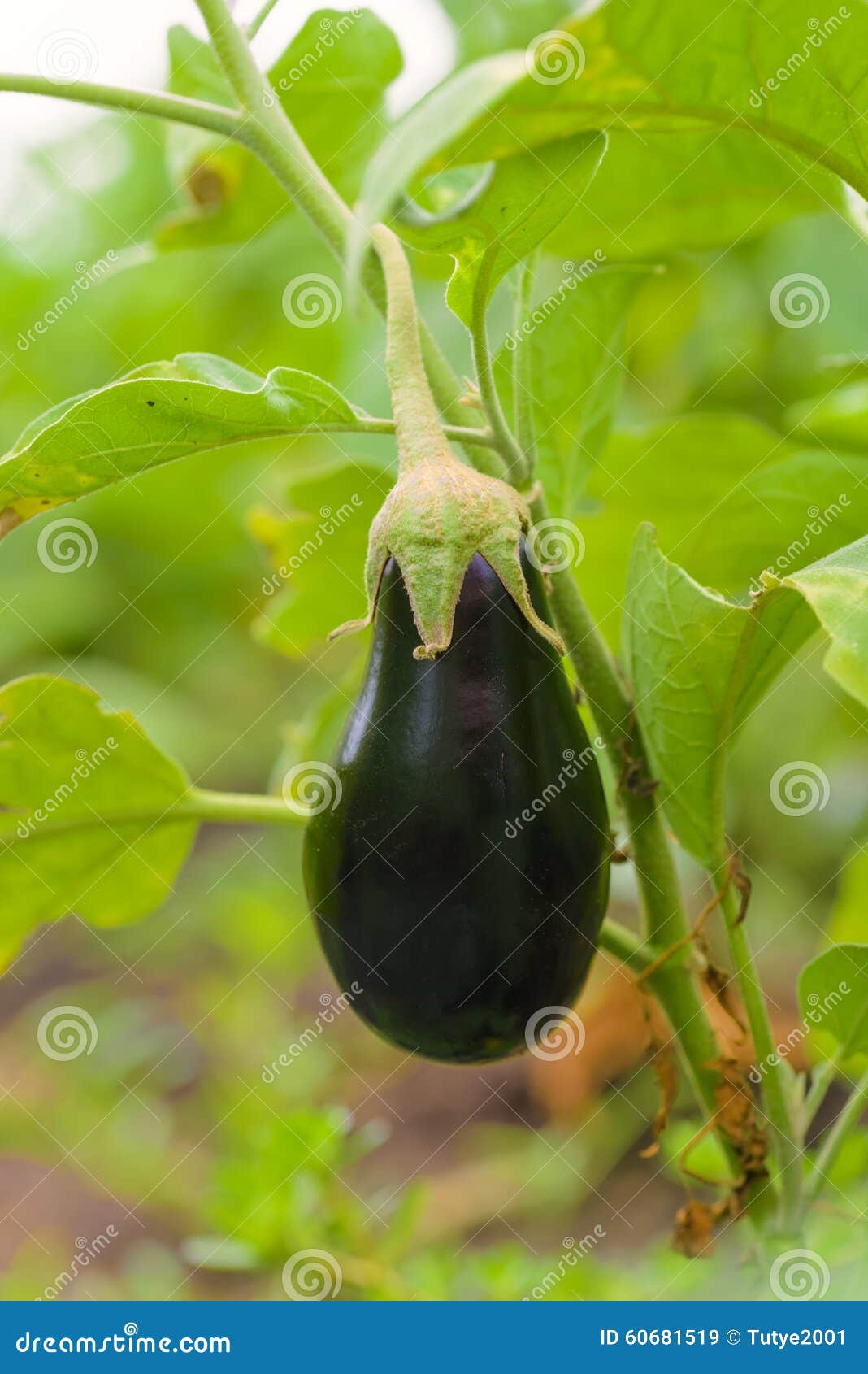 Eggplant Fruit Growing in the Garden in Autumn Stock Image Image of