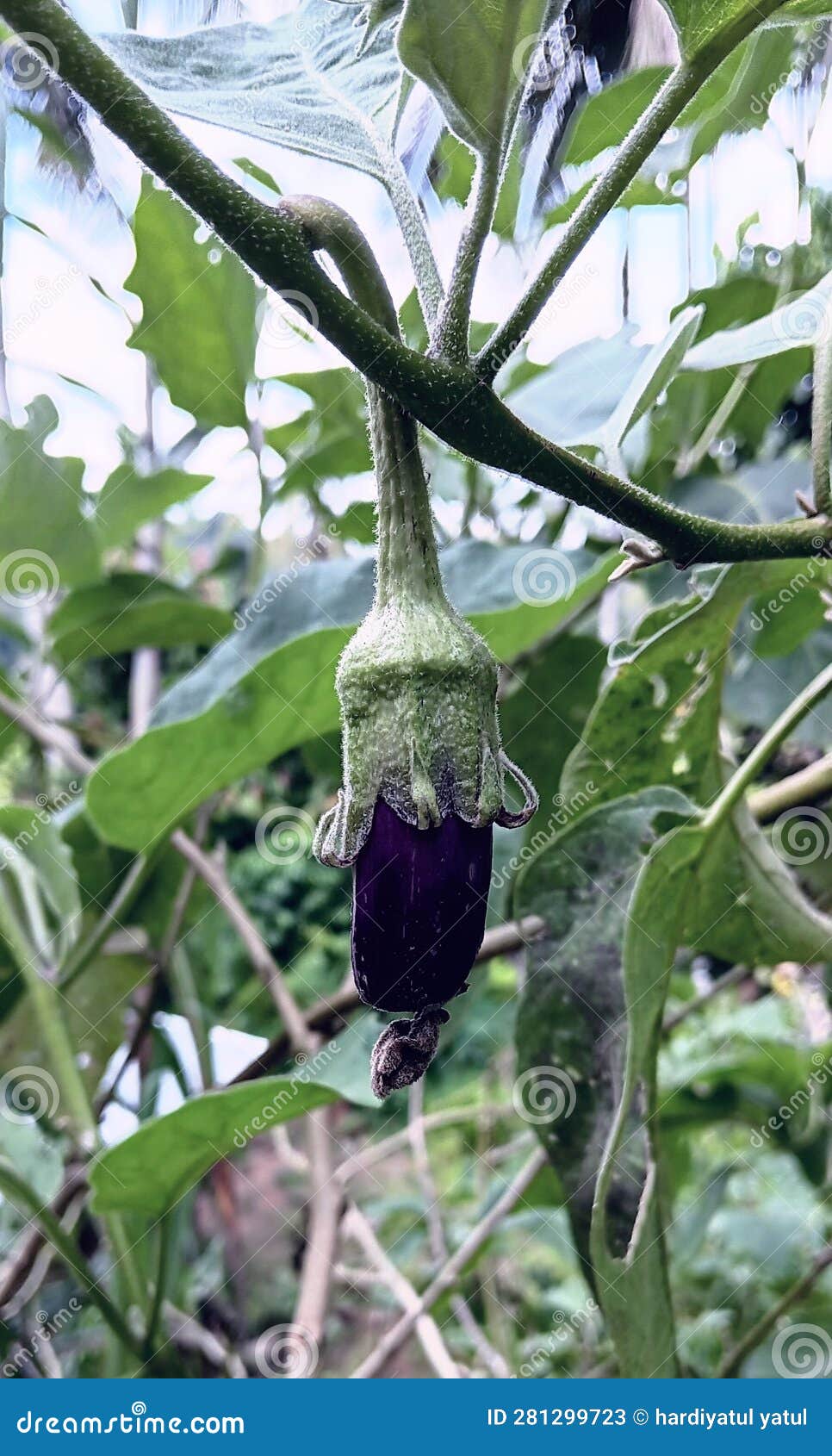 Eggplant Fruit is Still Small Purple Stock Image Image of food, fruit