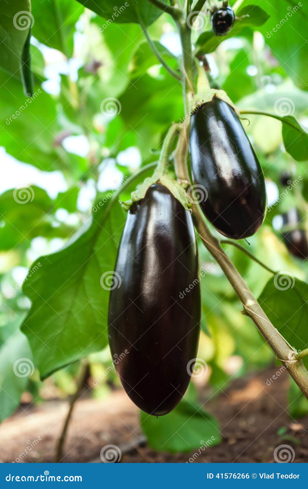 Eggplant in the garden stock photo. Image of fresh, mature 41576266
