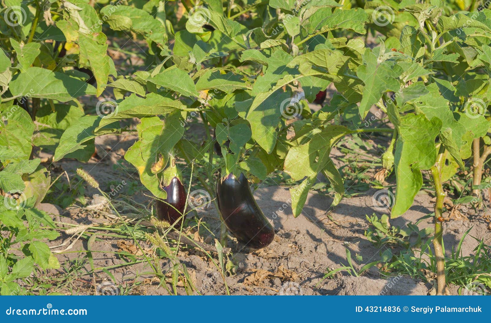 Eggplant in the garden stock photo. Image of cultivated 43214836
