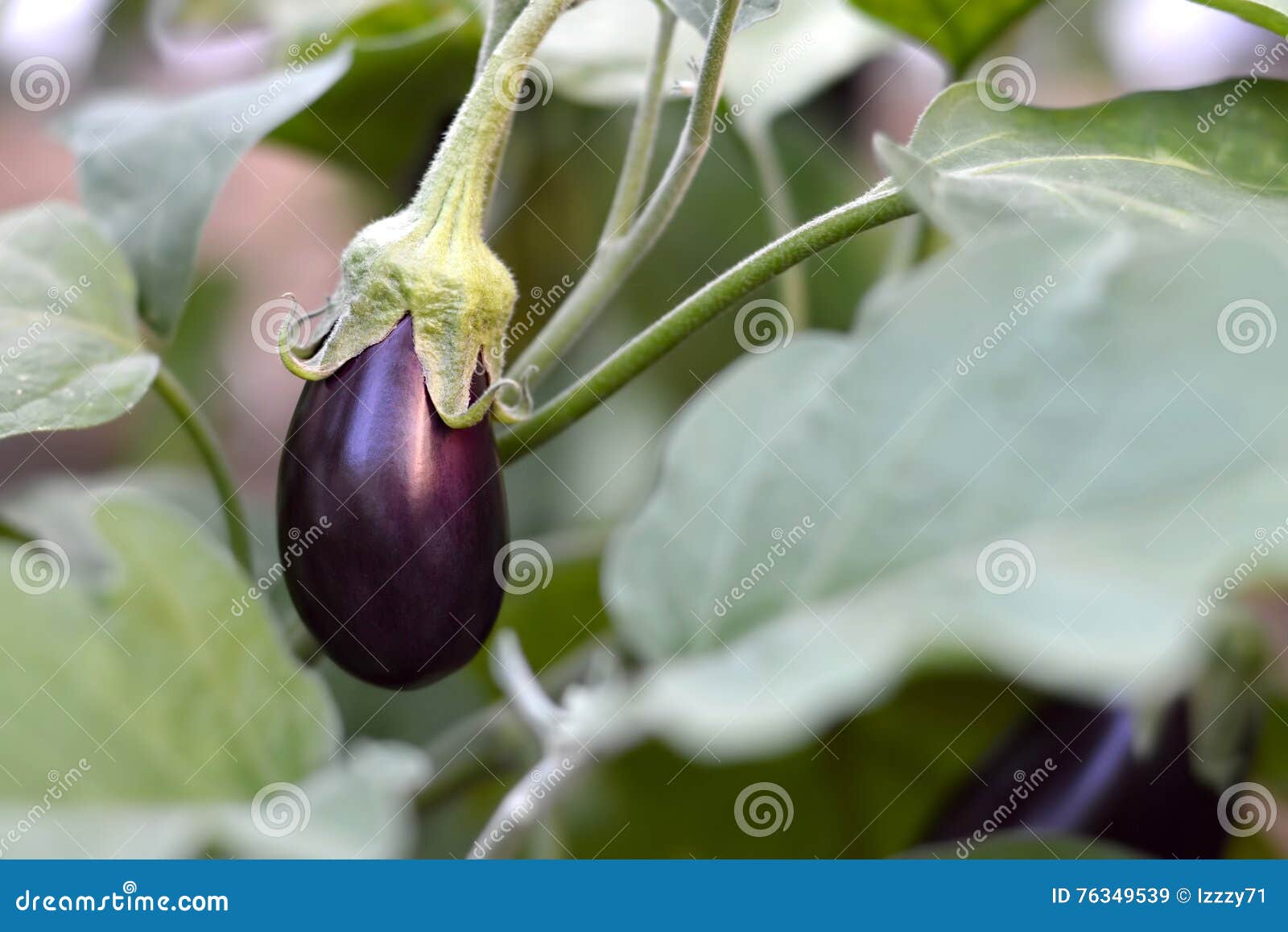 Eggplant in the garden stock image. Image of garden, purple 76349539