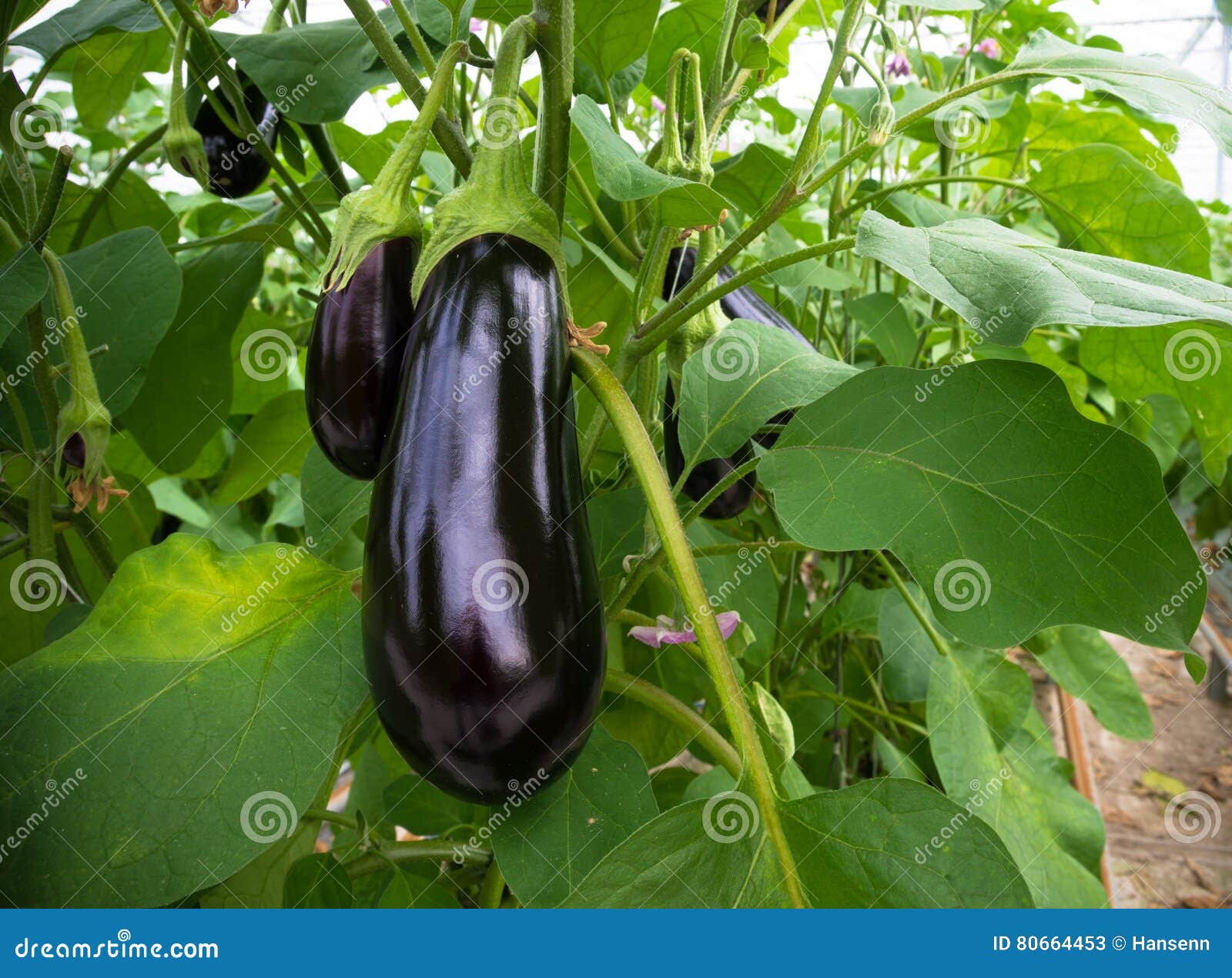 eggplant in a greenhouse