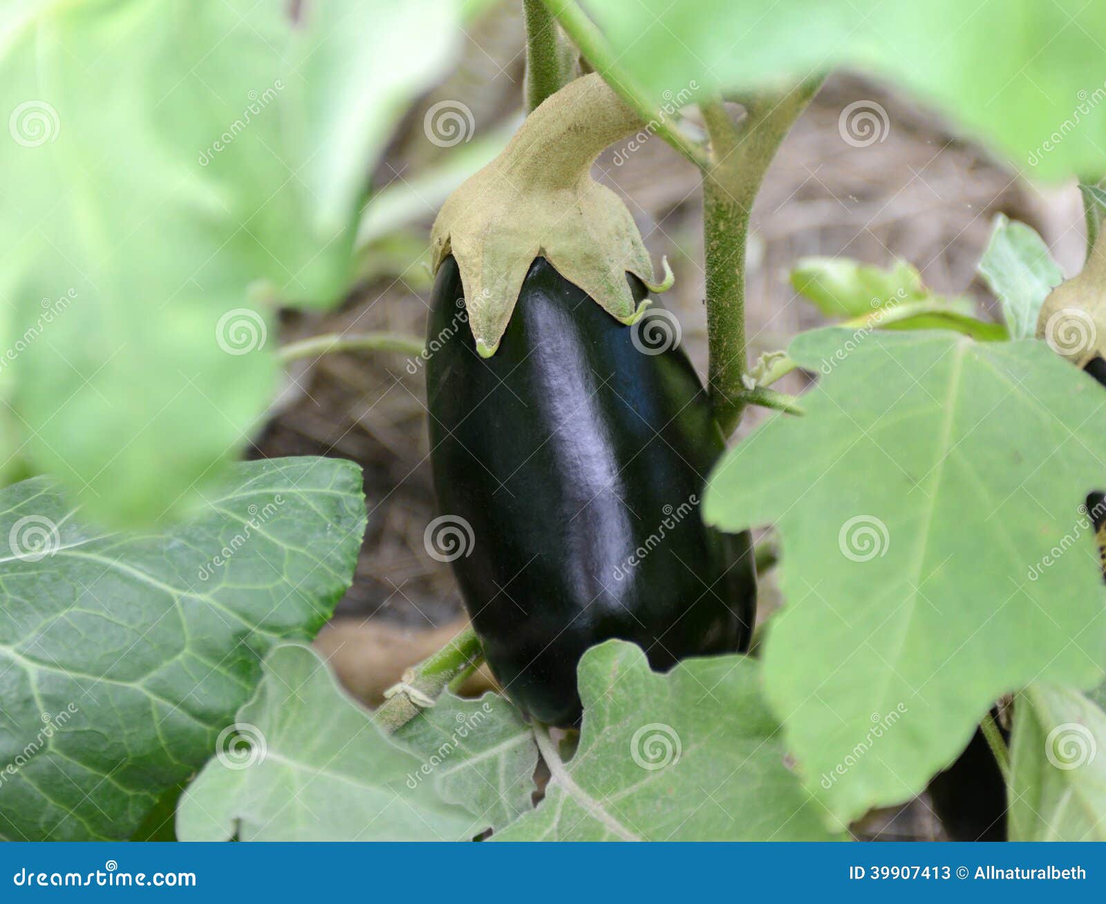 Eggplant growing in garden stock image. Image of harvest 39907413