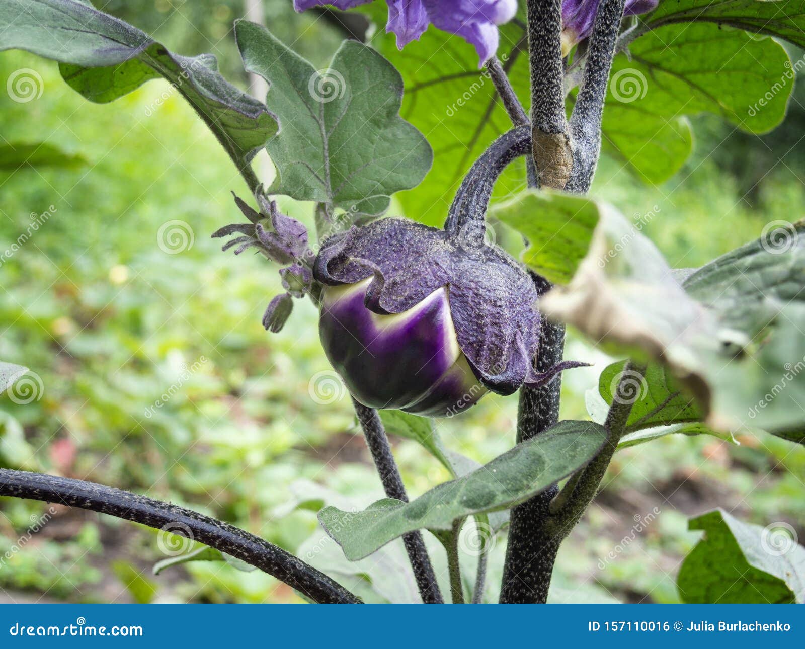 Eggplant Growing in the Kitchengarden Stock Photo Image of garden
