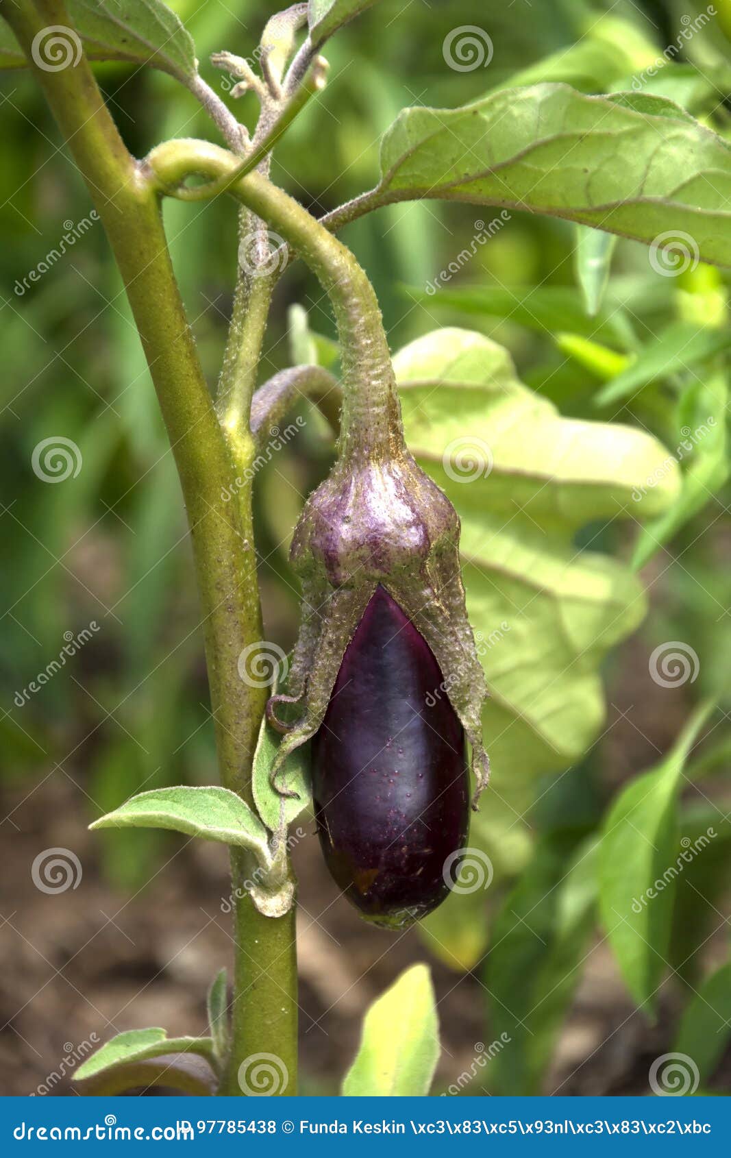 Eggplant stock photo. Image of ingredient, juicy, fresh 97785438