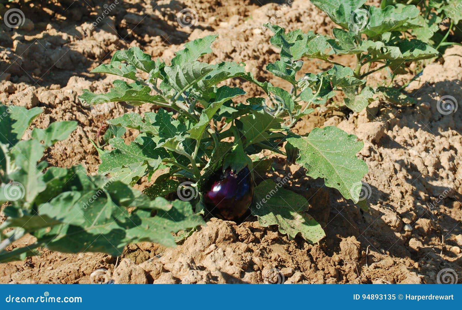 Eggplant Growing in the Soil Stock Image Image of aubergine