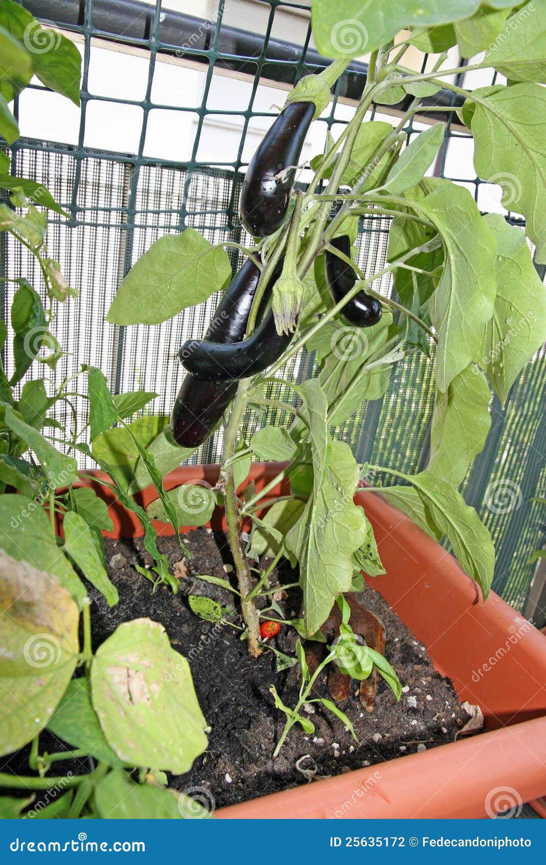 eggplant grown in a pot on the terrace of a house