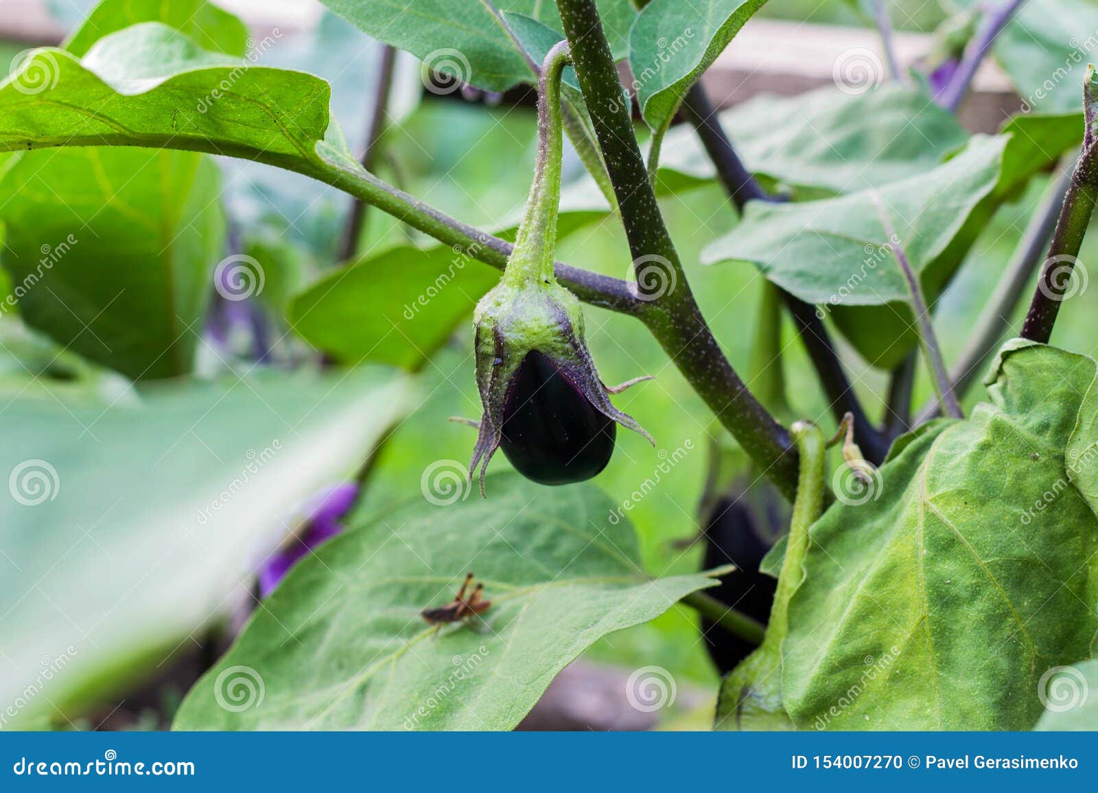 Eggplant Grows among the Leaves Stock Photo Image of growth