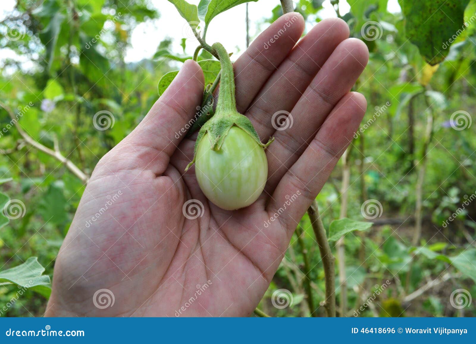 Eggplant on hand stock photo. Image of garden, vegetable 46418696