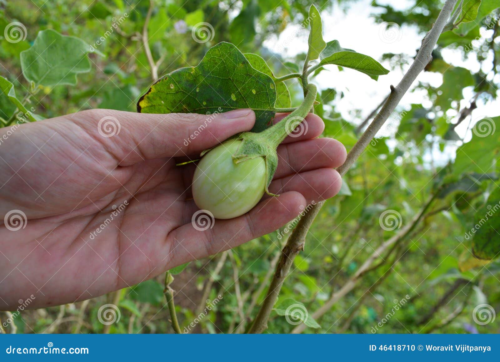 Eggplant on hand stock photo. Image of plant, tree, hand 46418710