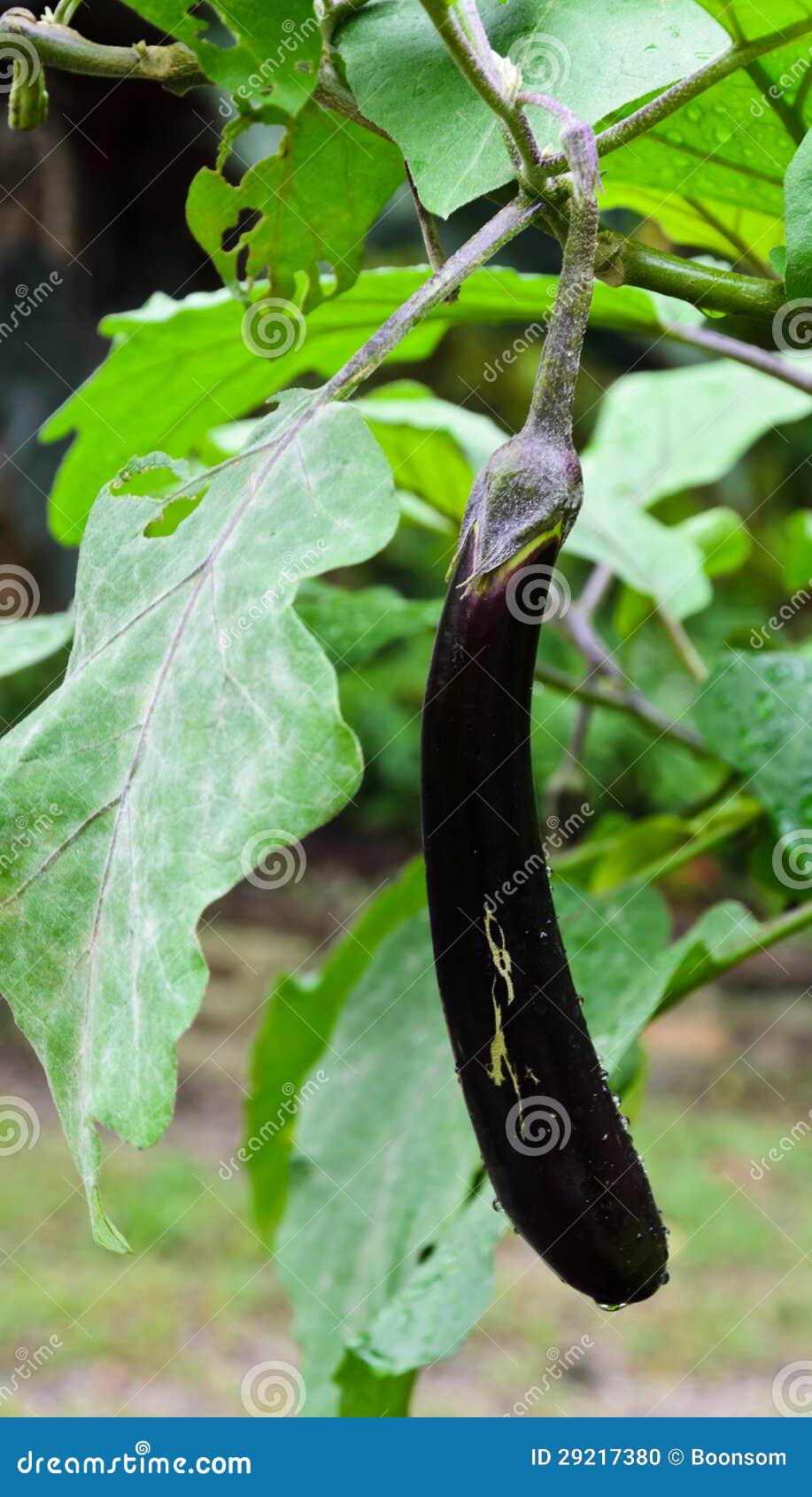 Eggplant on its tree stock photo. Image of vegetable 29217380