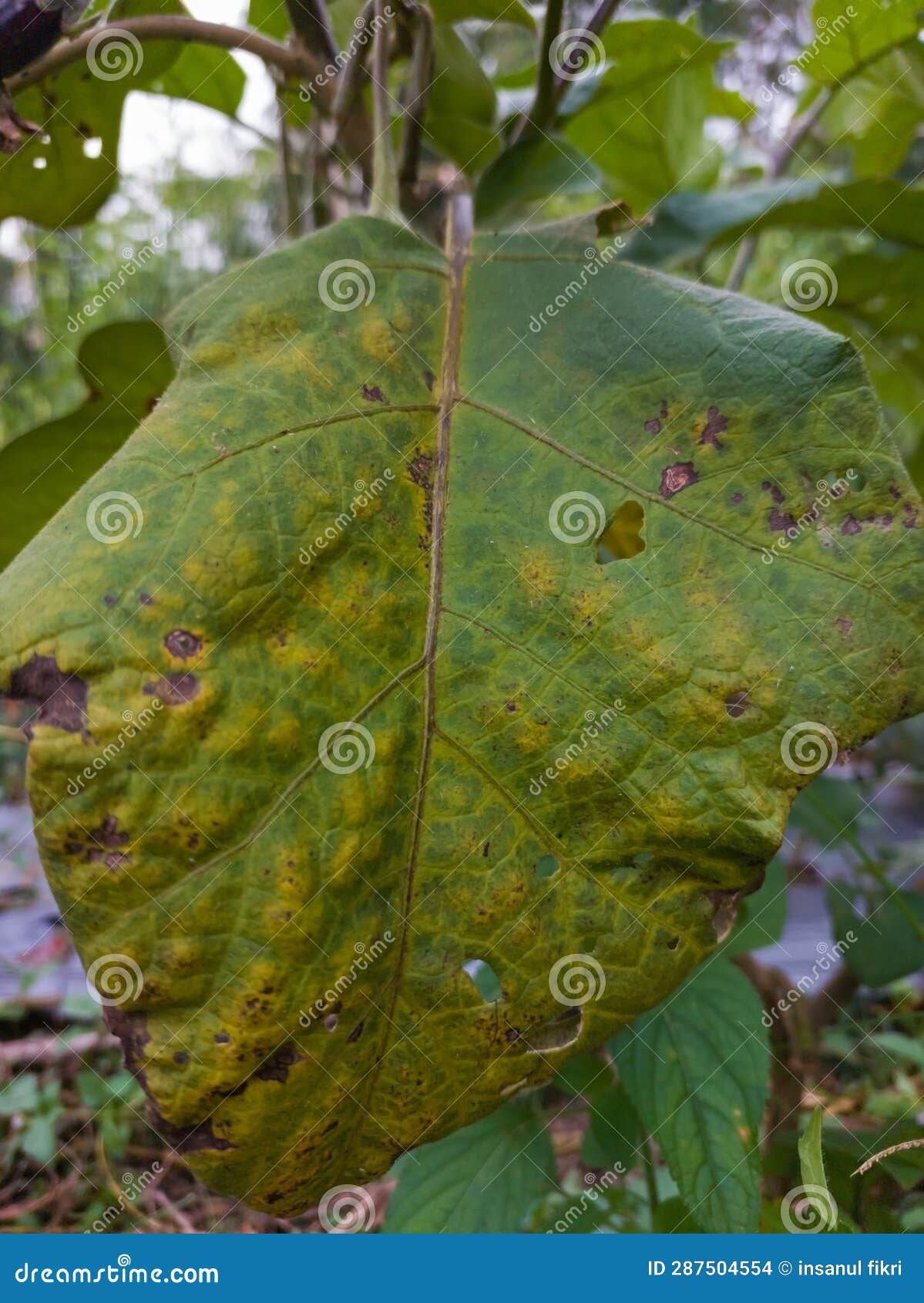 Eggplant Leaf Disease Characterized by Leaf Spot Stock Photo Image of