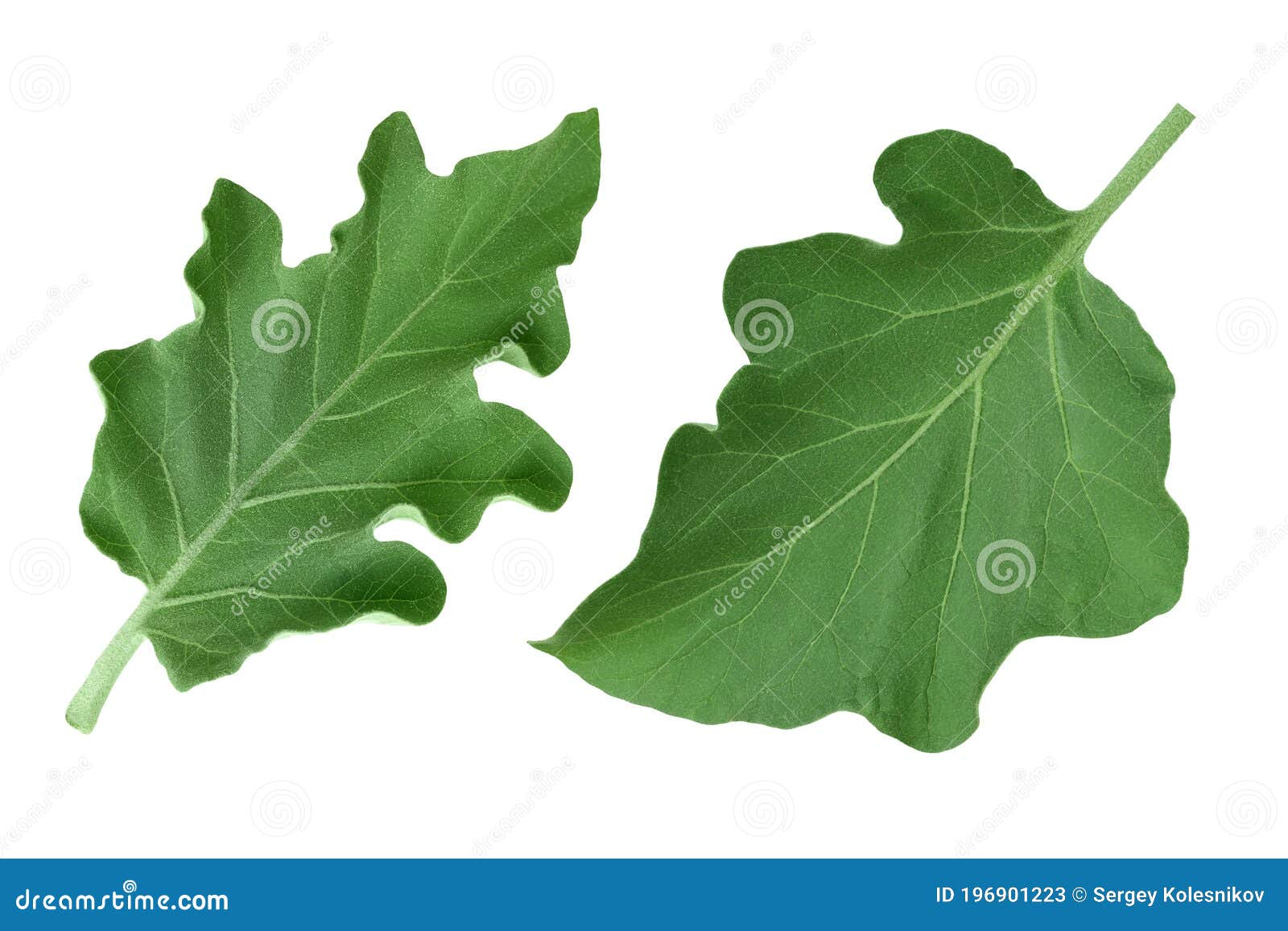 Eggplant Leaf Isolated on White Background with Clipping Path and Full