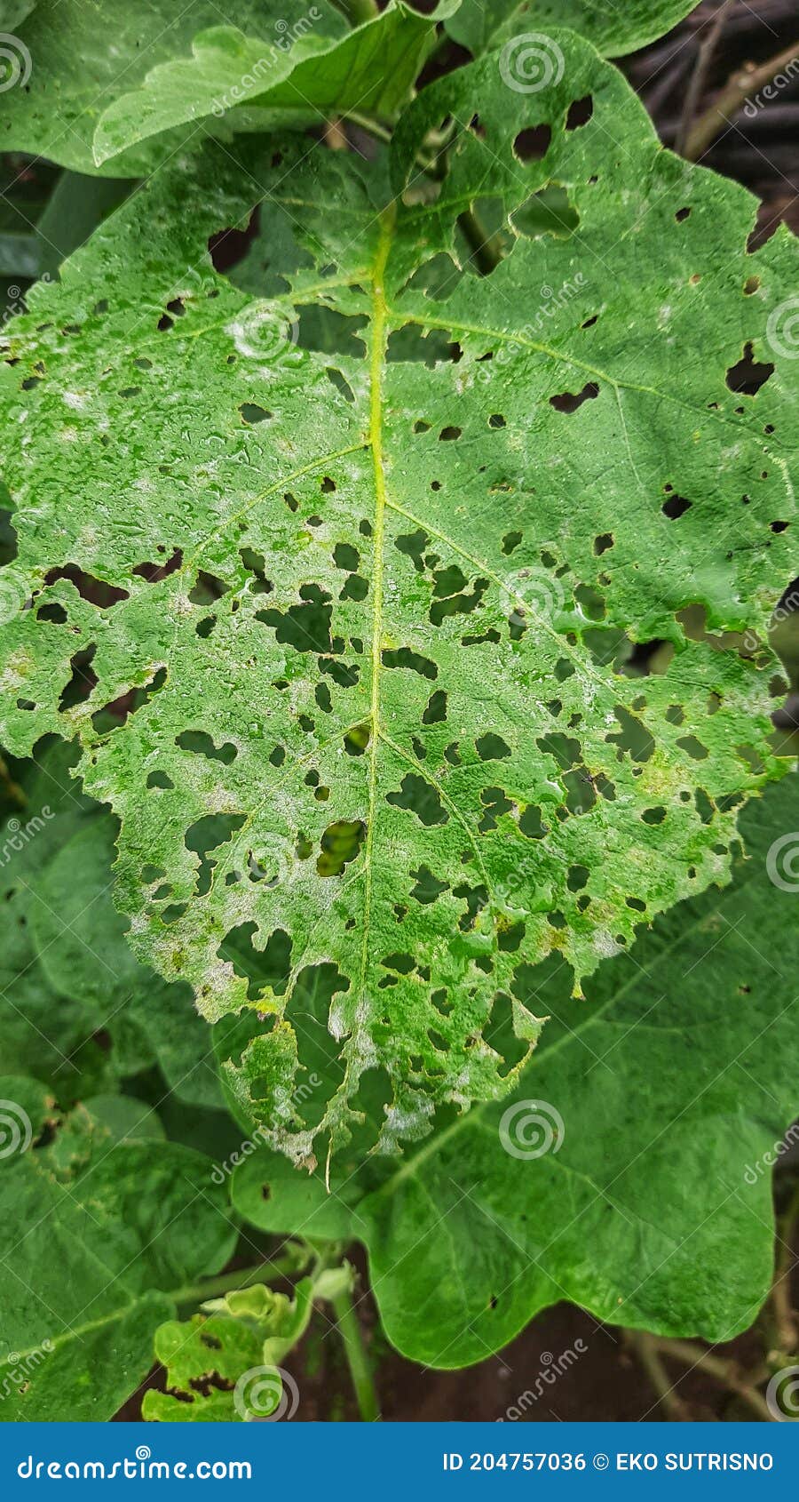 Eggplant Leaves are Eaten by Caterpillars Stock Photo Image of leaf, petal 204757036