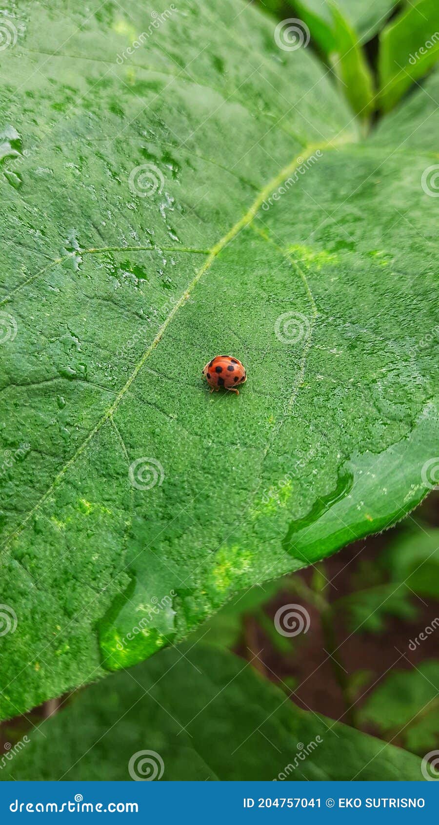 Eggplant Leaves are Eaten by Caterpillars Stock Image Image of plant