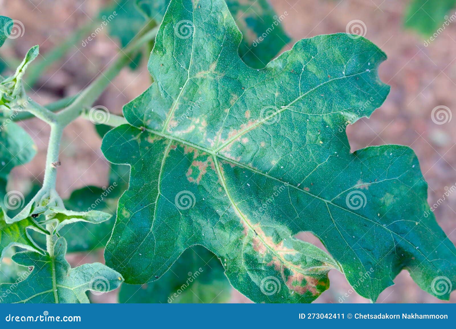 Eggplant Leaves Are Green And Have Spots RoyaltyFree Stock Photo