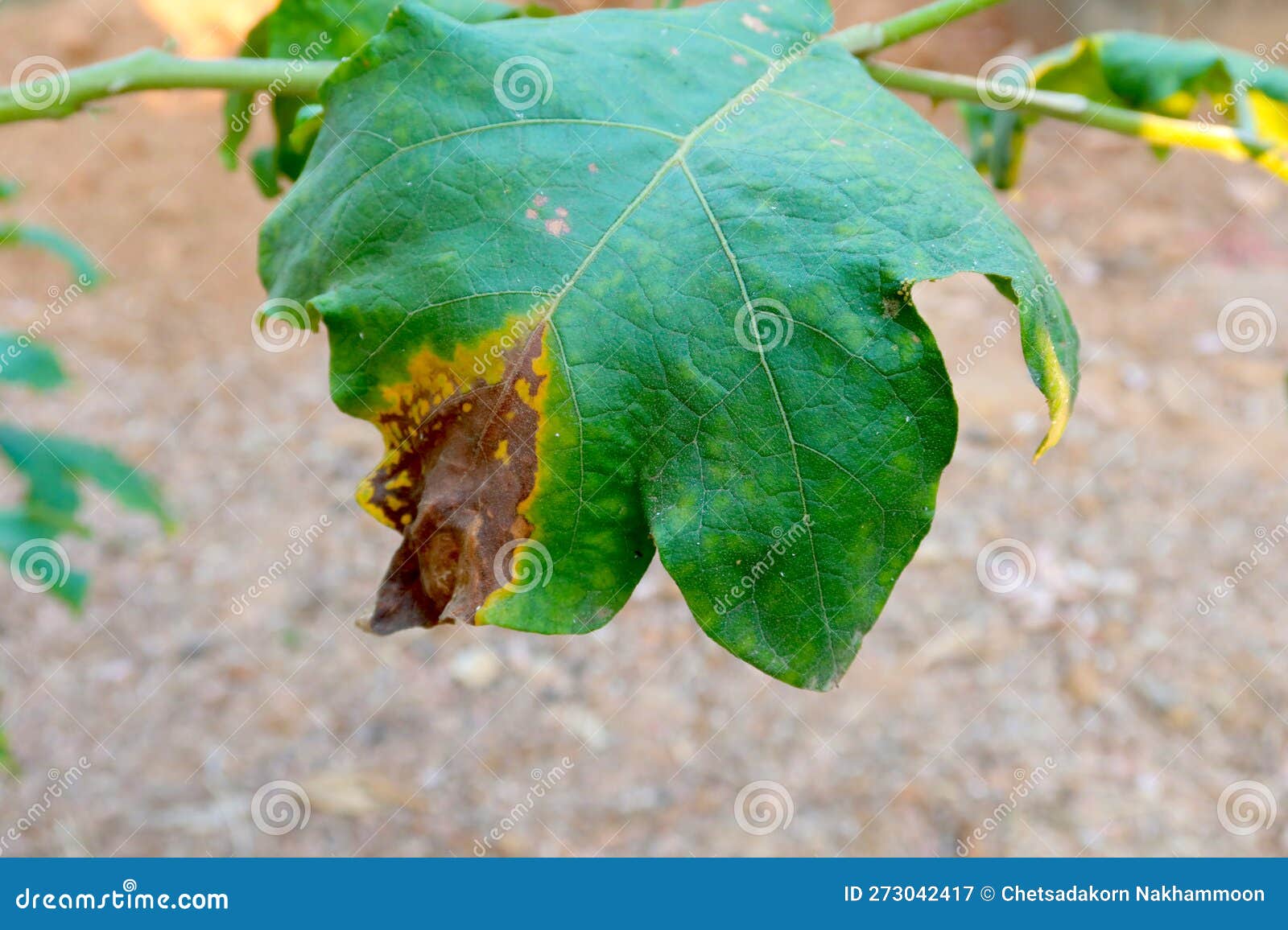 Eggplant Leaves are Green and Have Spots Stock Image Image of branch