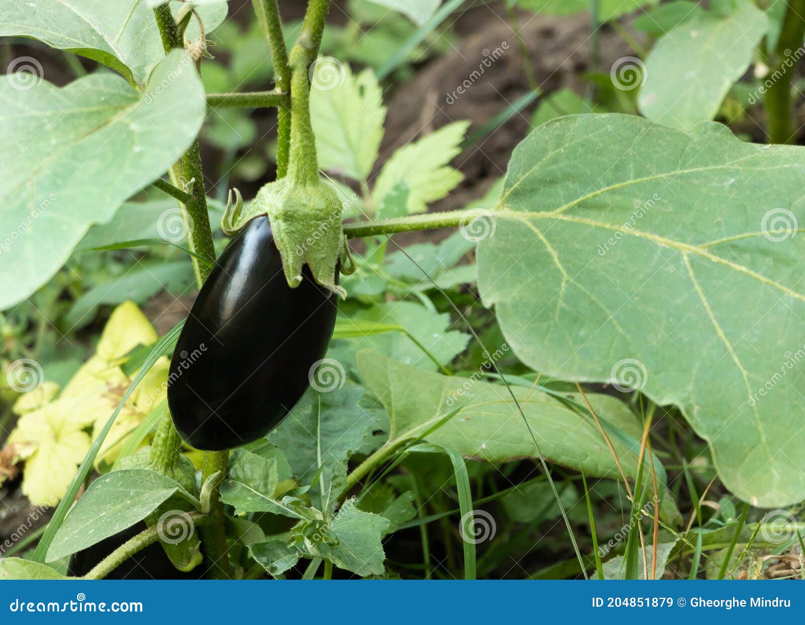 An Eggplant Plant in the Garden with Fruit. Benefits of Eggplant