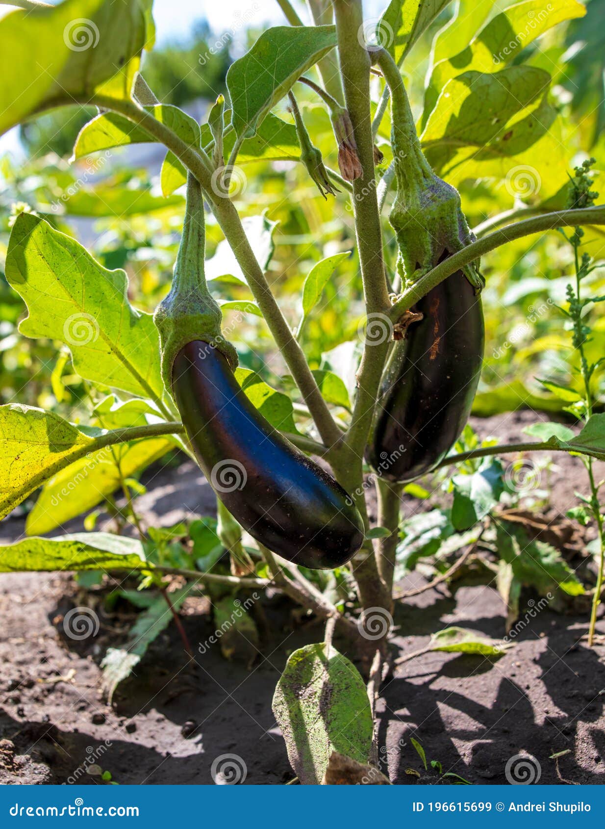 Eggplant on a Plant in Nature Stock Image Image of garden