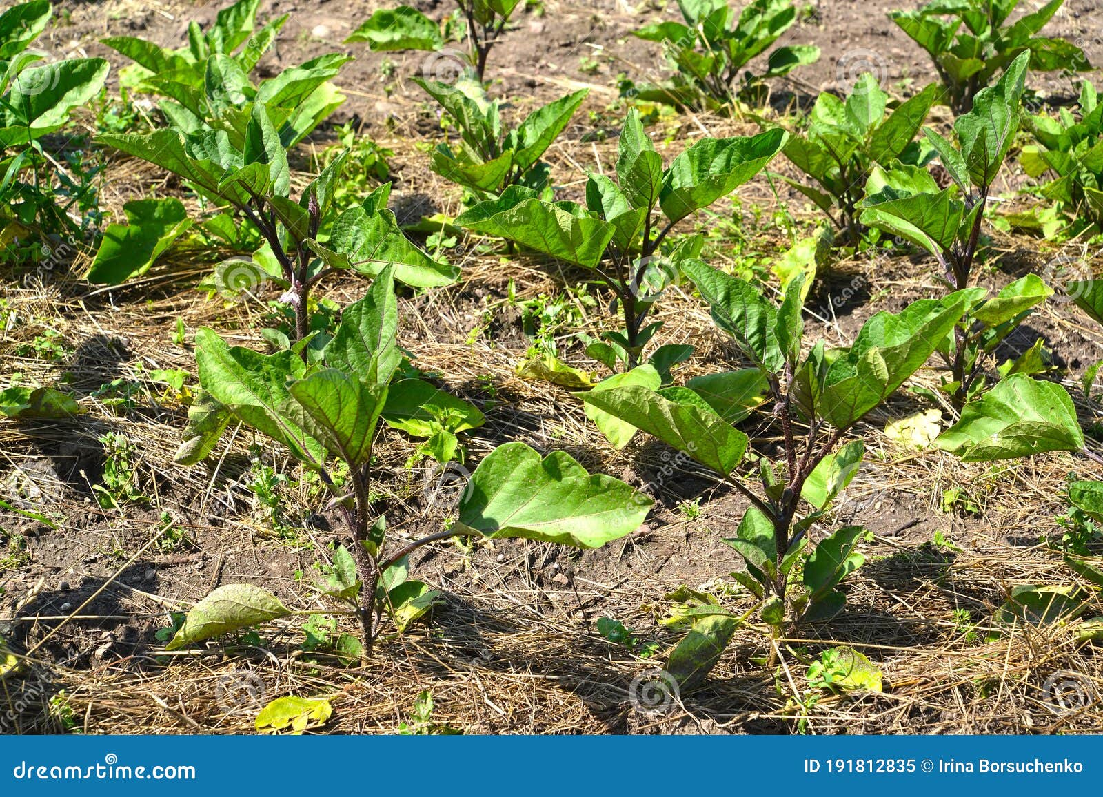 Eggplant Plants Grow in Open Ground Stock Image Image of plan, mlanum