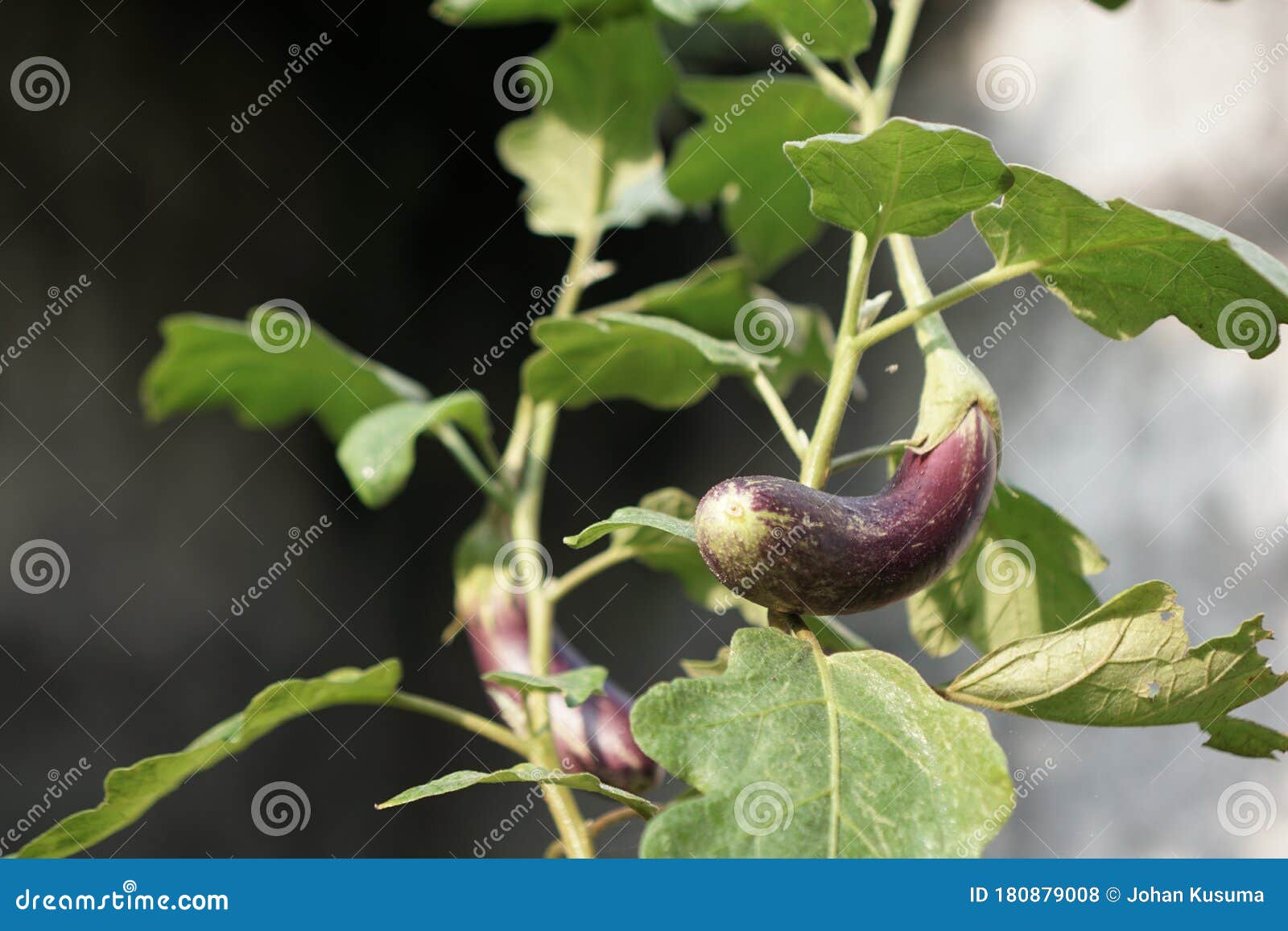 Eggplant Plants in Pots, Urban Farming Stock Photo Image of foliage, background 180879008