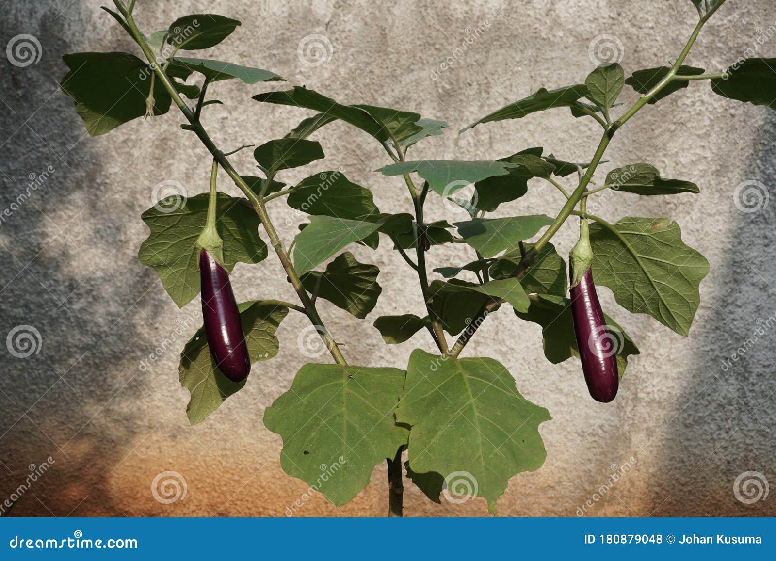 Eggplant Plants in Pots, Urban Farming Stock Photo Image of nutrition, large 180879048