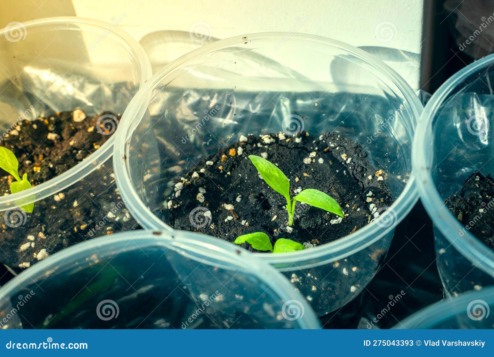 Eggplant Seedling Closeup. Germination of Vegetable Seeds in Plastic