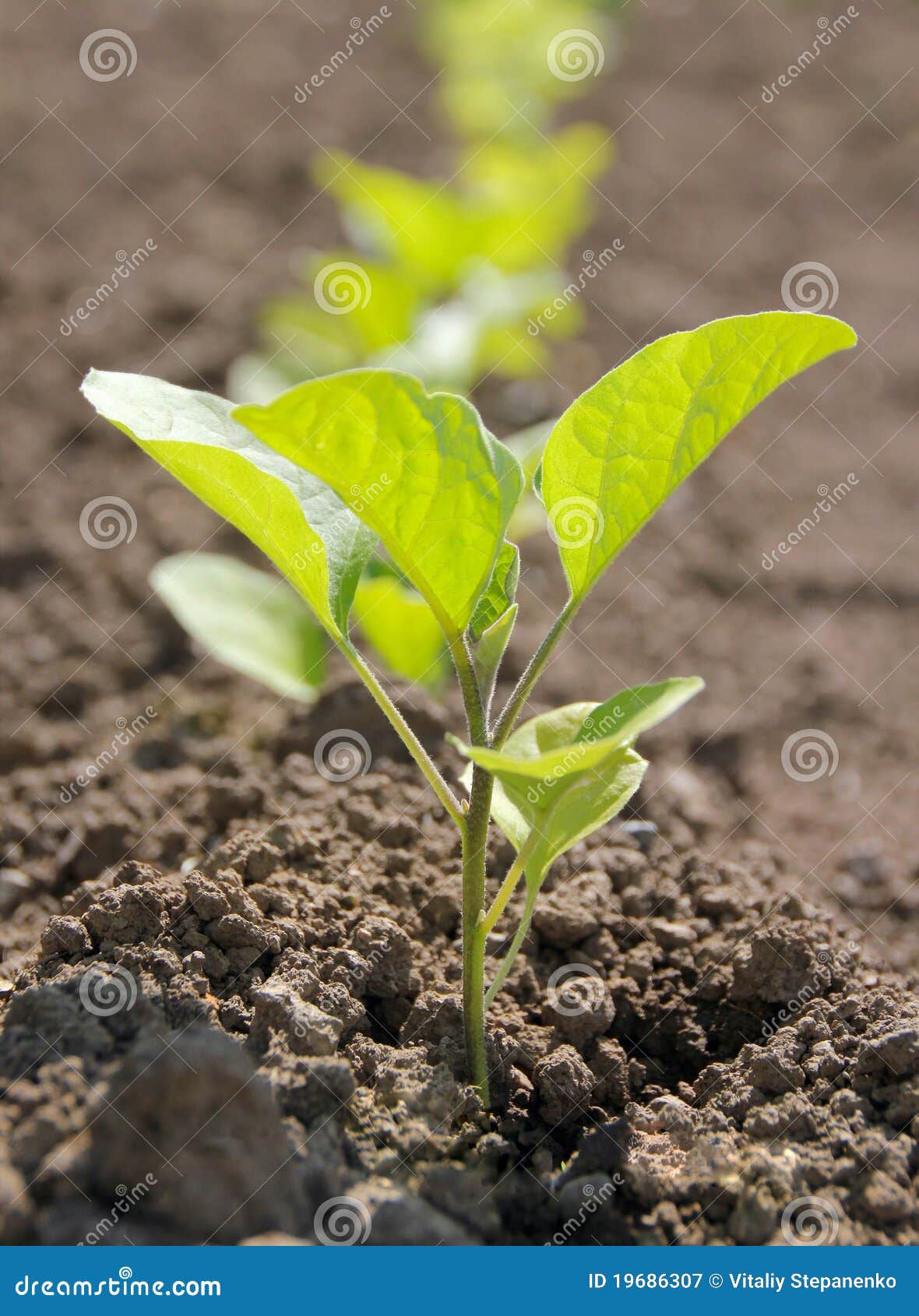 Eggplant seedlings stock image. Image of rural, life 19686307