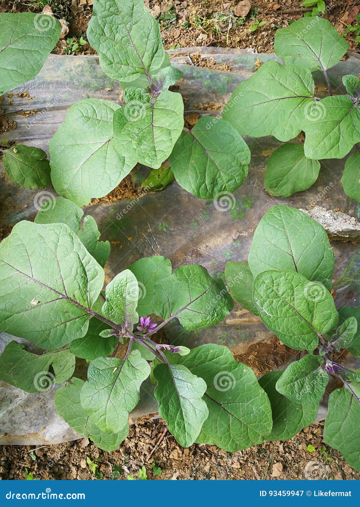 Eggplant stock image. Image of farm, seedlings, plant 93459947