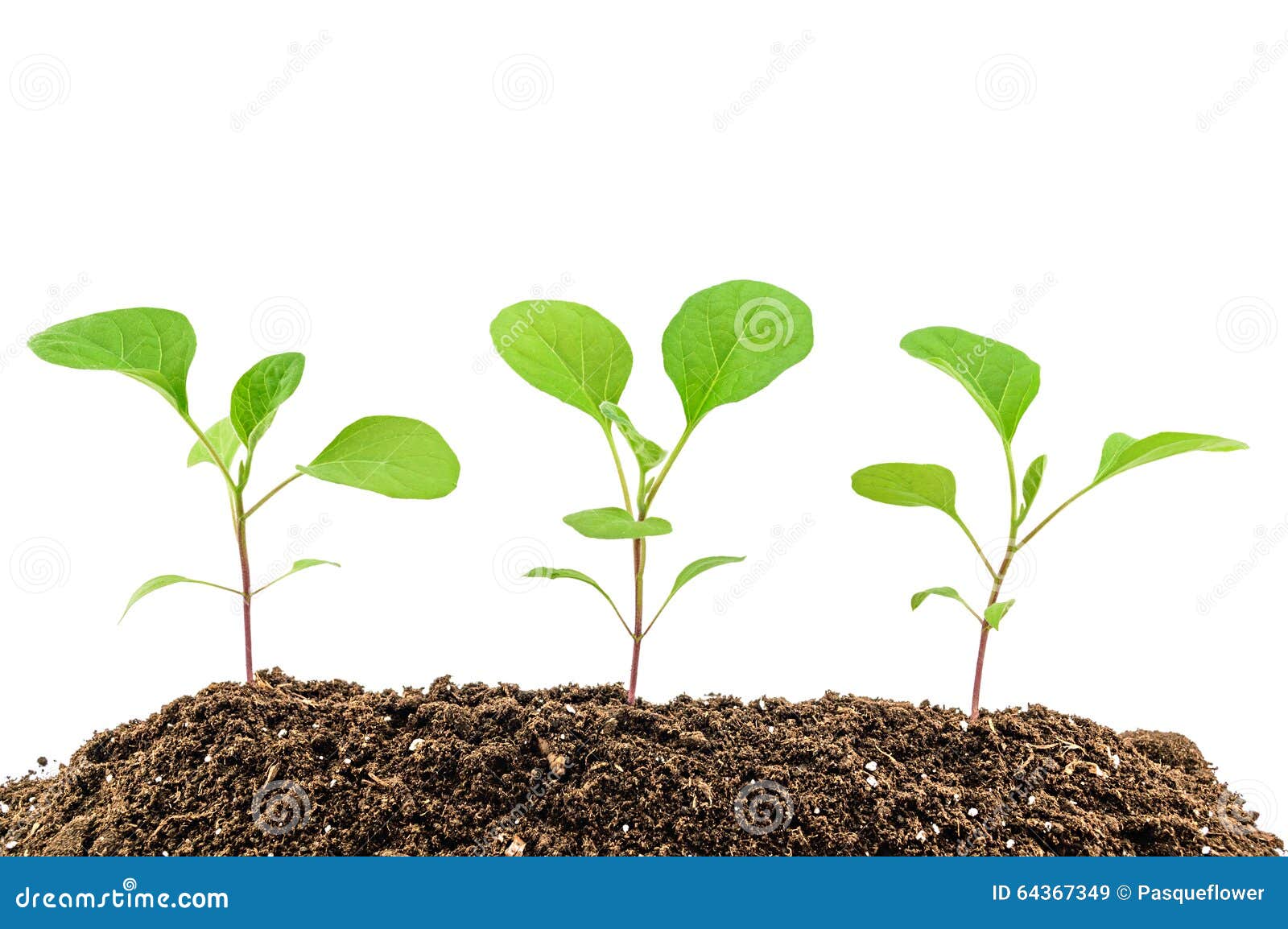 Eggplant seedlings stock image. Image of ecology, farm 64367349