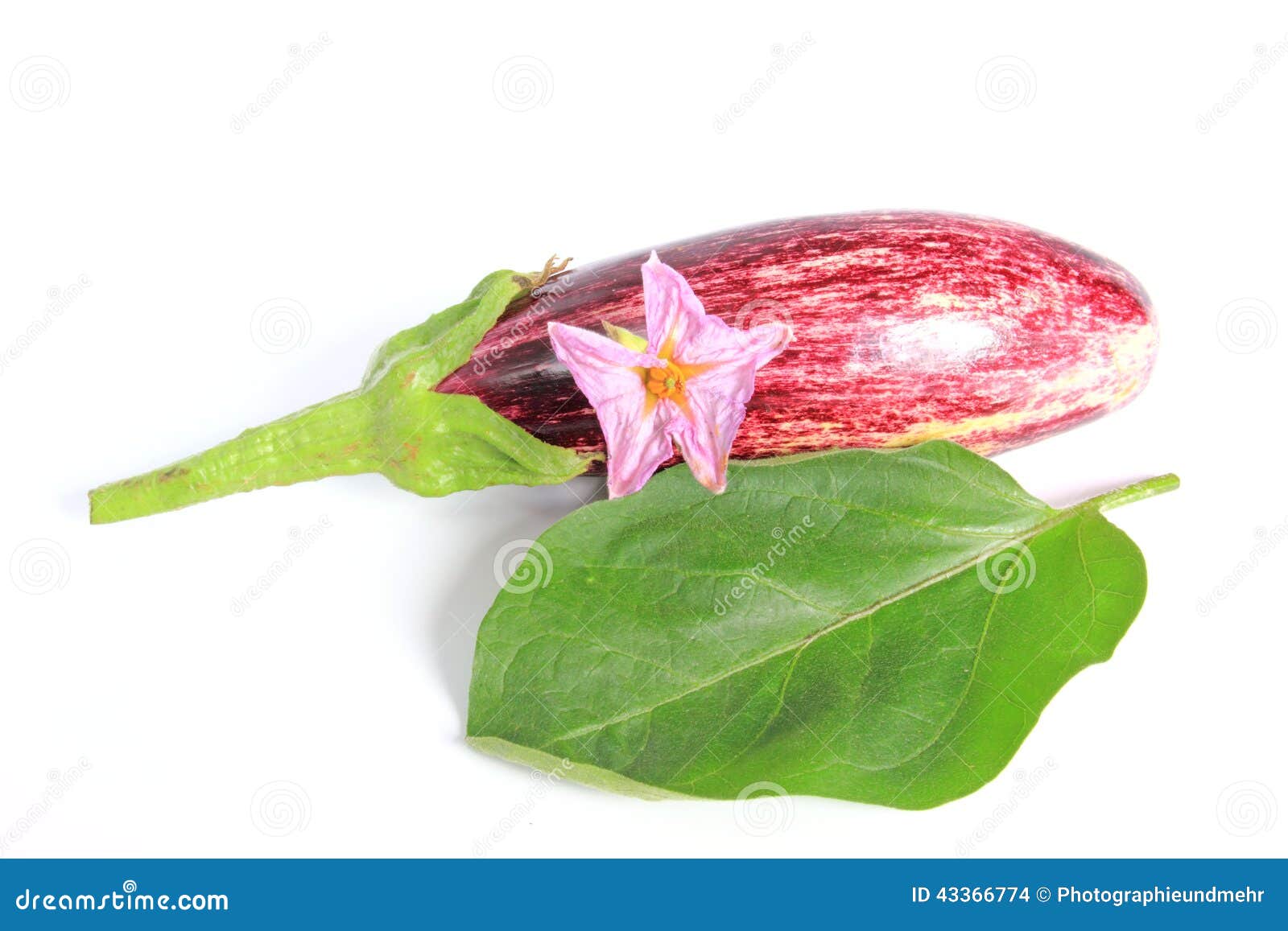 Eggplant (Solanum Melongena) Stock Photo Image of striped, large