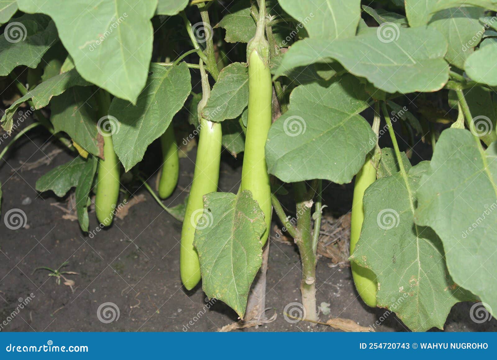 Eggplant and Their Green Leaf Stock Image Image of food, produce
