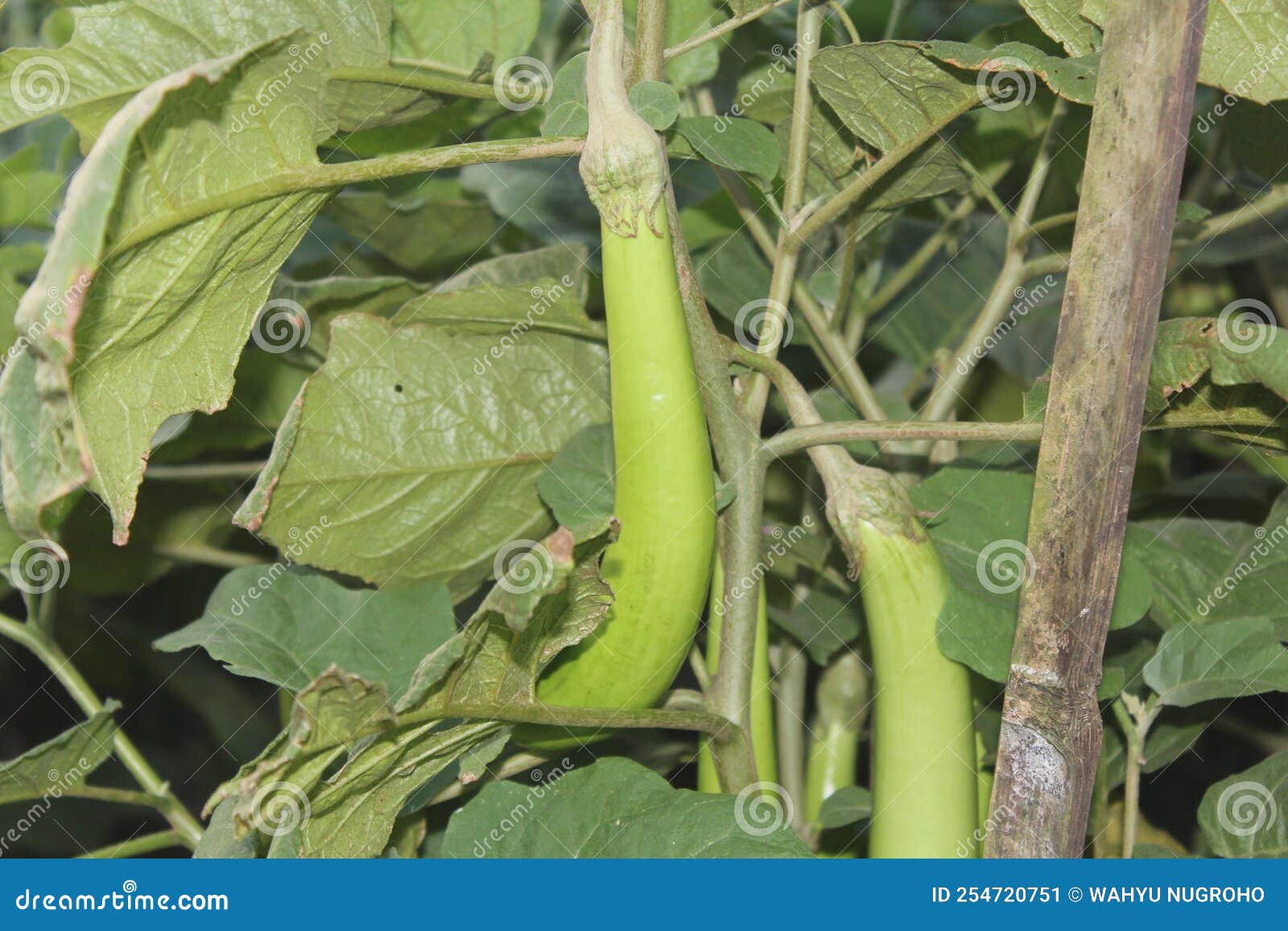 Eggplant and Their Green Leaf Stock Image Image of tree, shrub 254720751