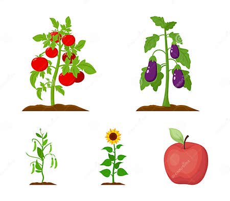 Eggplant, Tomato, Sunflower and Peas.Plant Set Collection Icons in ...