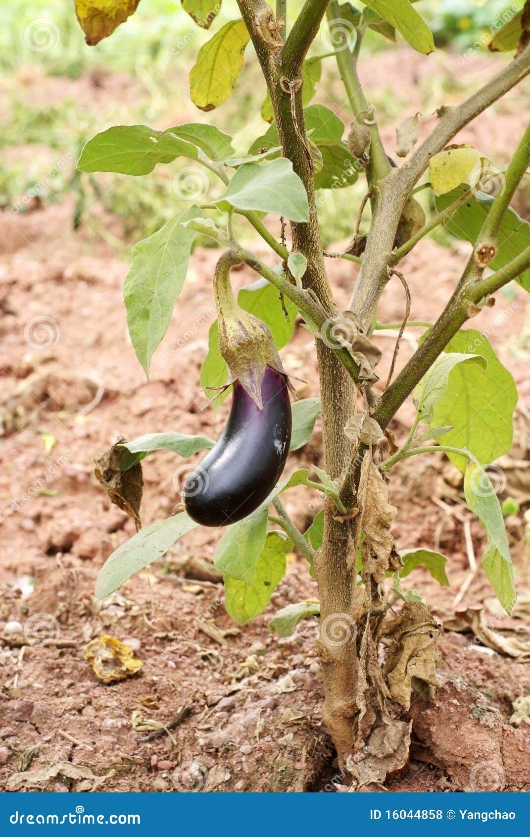 Eggplant tree stock photo. Image of vegetables, vegetable 16044858