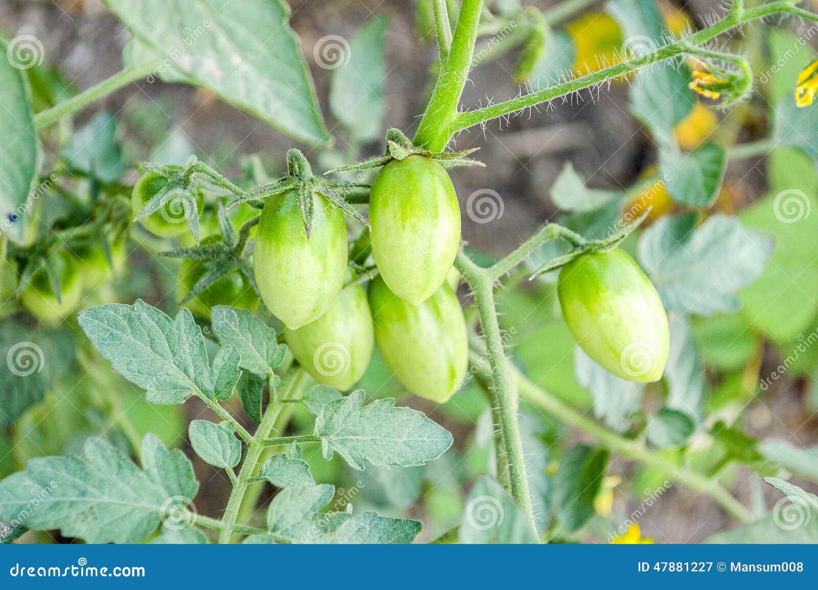 Eggplant tree stock image. Image of green, vegetable 47881227