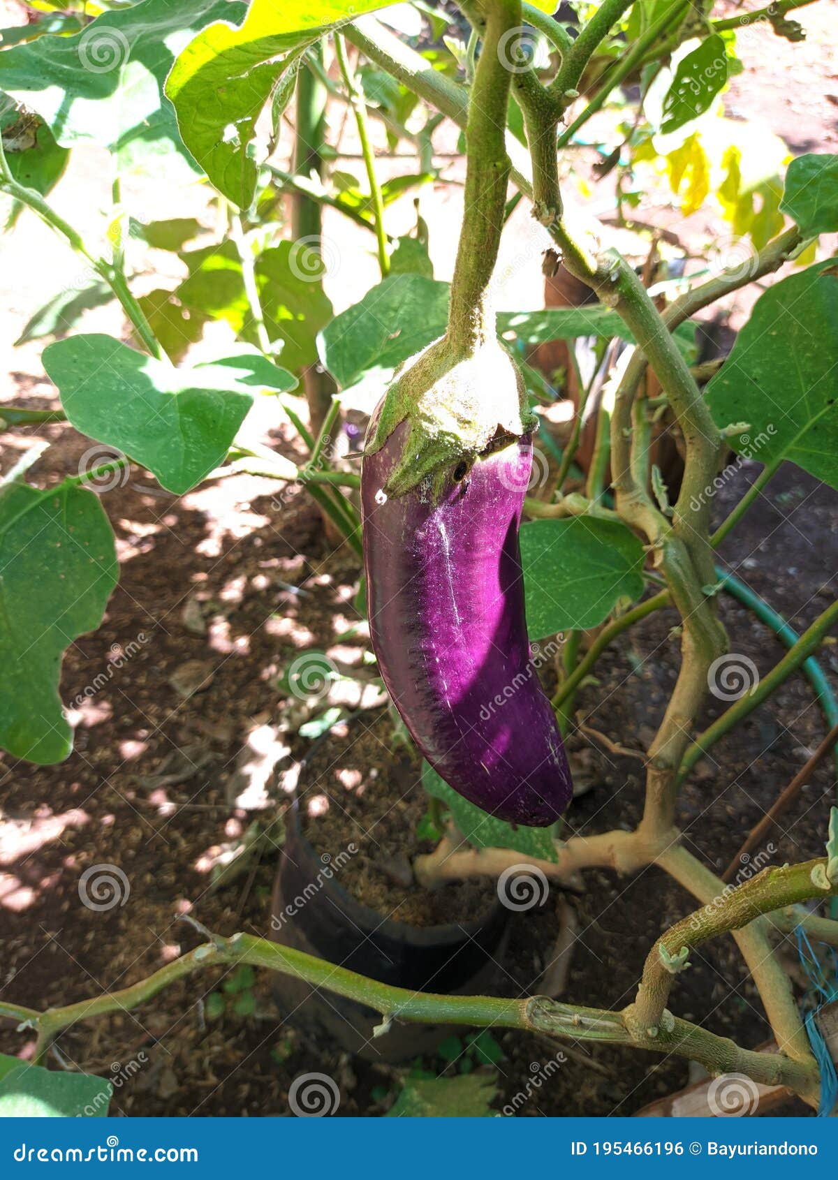 Eggplant Tree that Has Begun To Bear Fruit Stock Photo Image of bear