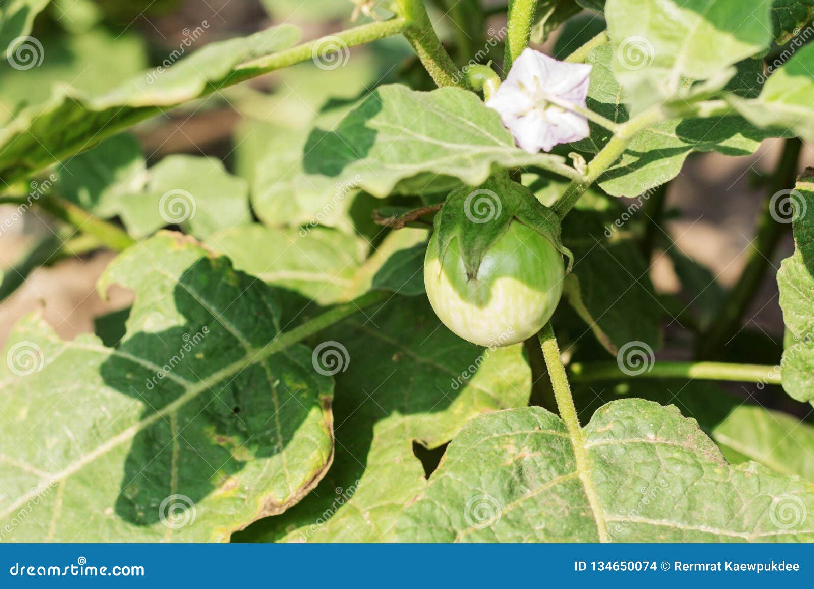 Eggplant with sunlight stock photo. Image of green, garden 134650074