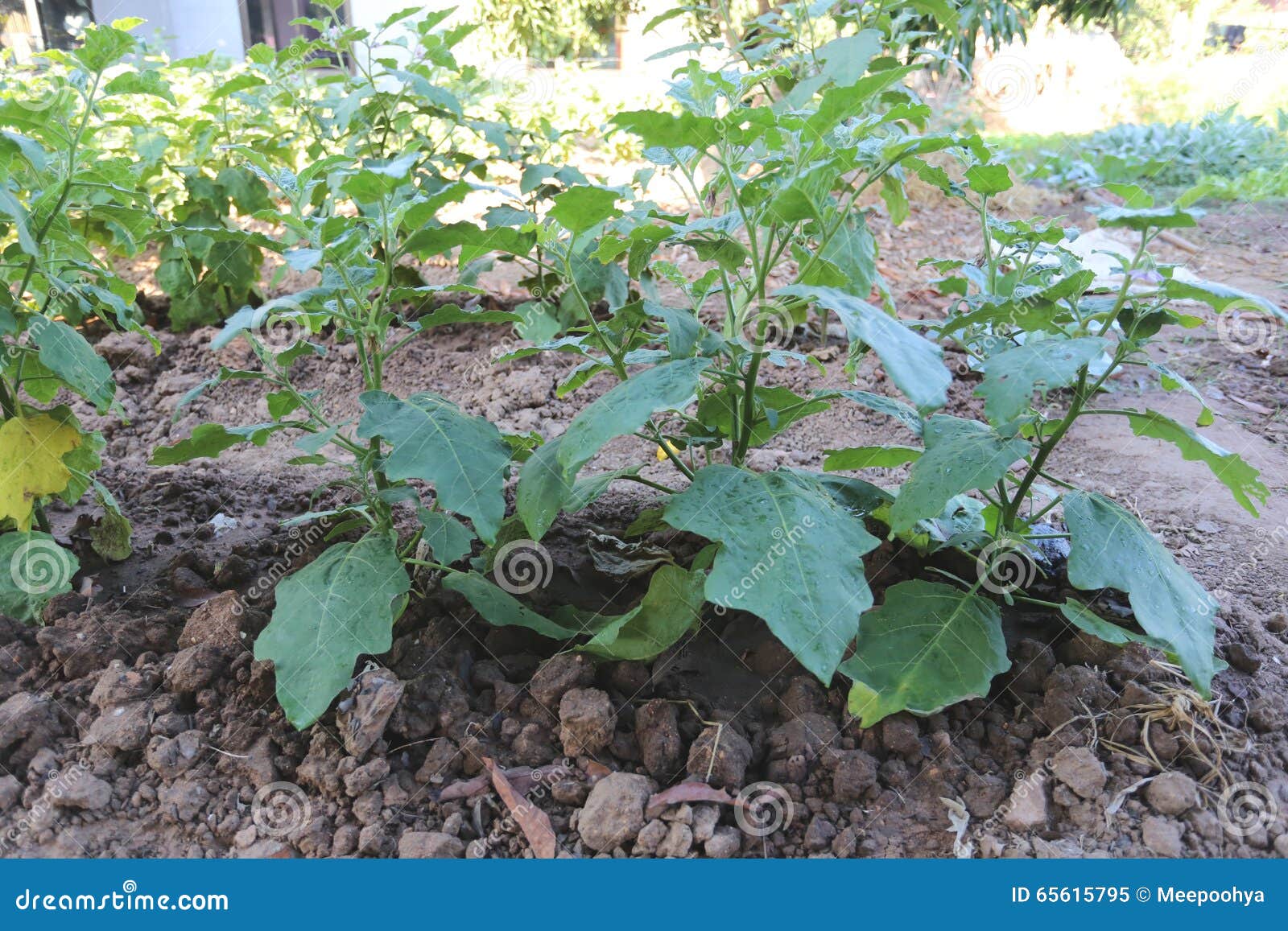 Eggplant tree. stock image. Image of vegetarian, eggplant 65615795