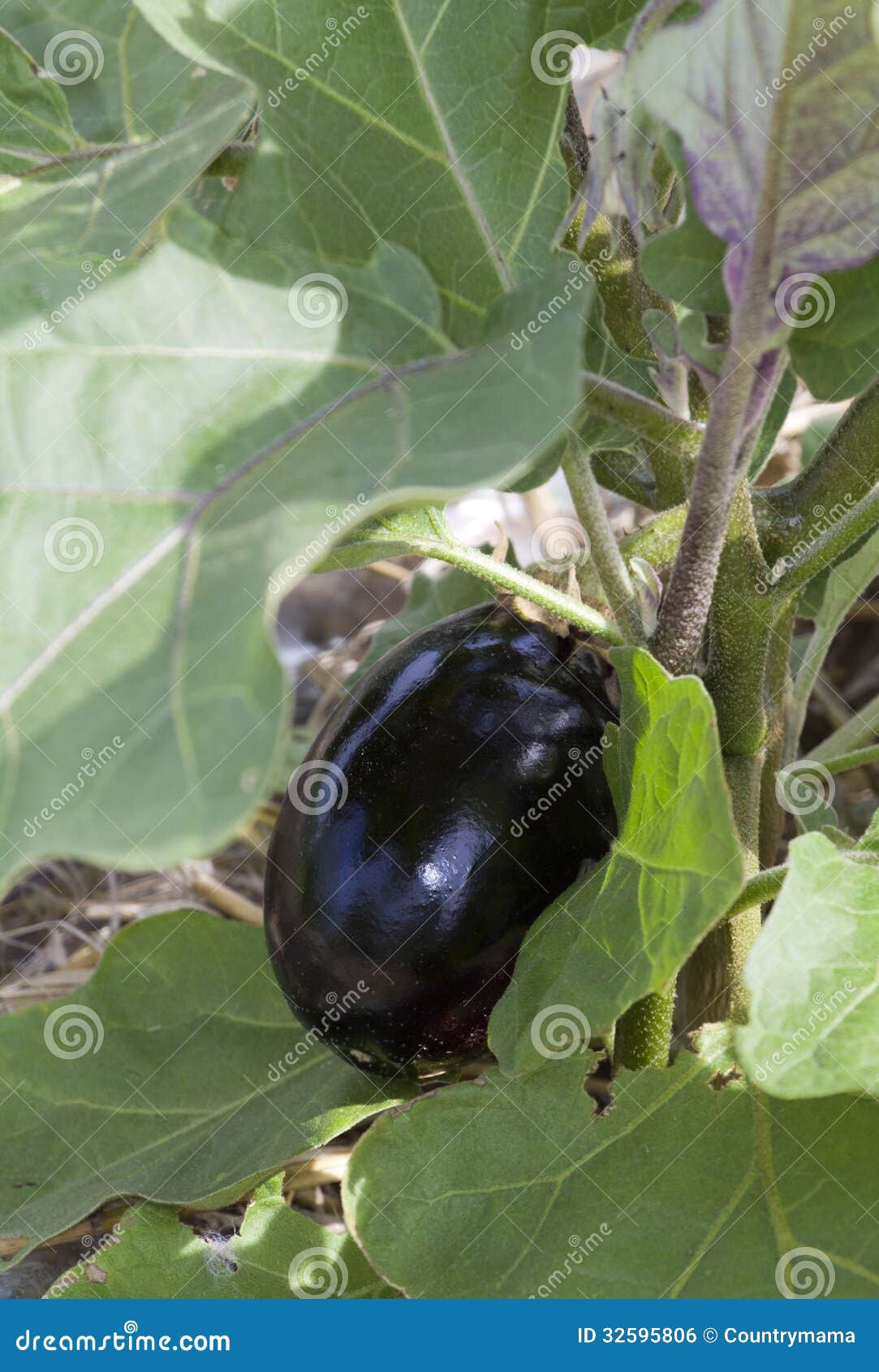 Eggplant stock photo. Image of eggplant, leaves, edible 32595806
