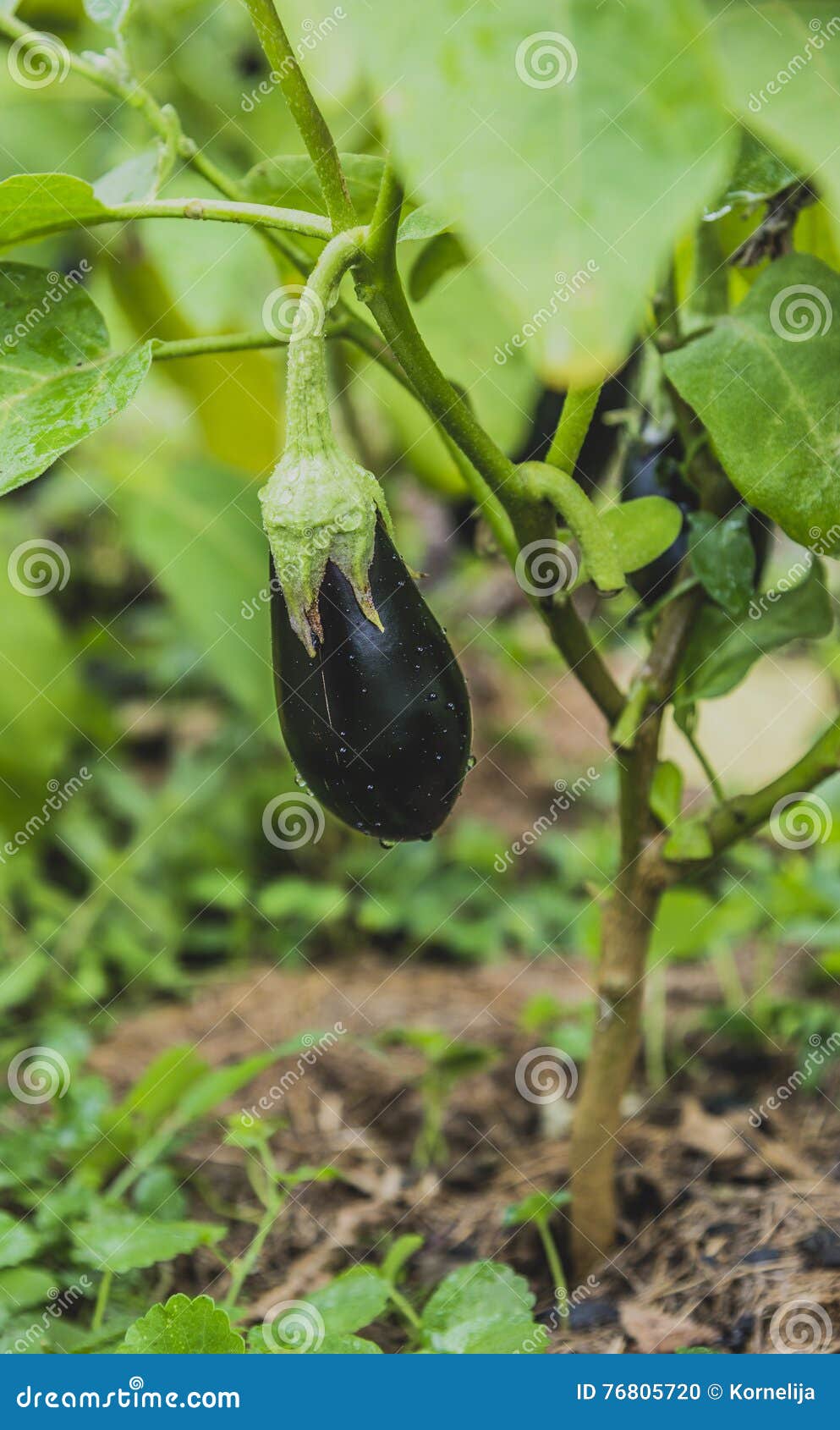 Eggplant on the vine stock photo. Image of dieting, eating 76805720