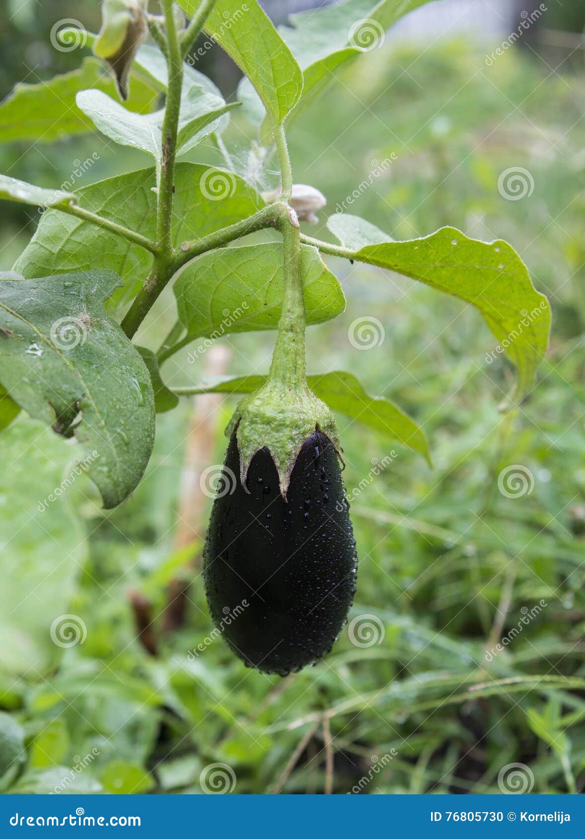 Eggplant on the vine stock photo. Image of green, lifestyles 76805730