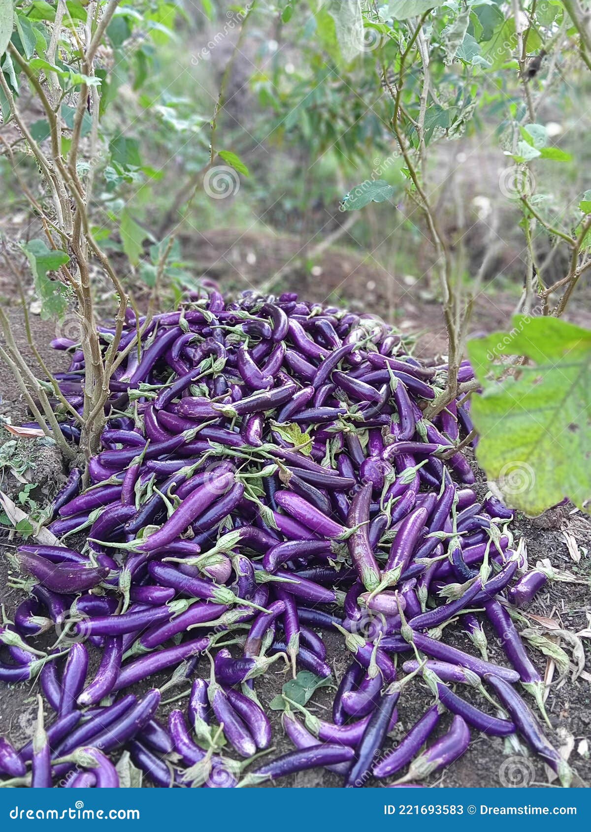 Eggplant Yields that Have Been Harvested by Farmers Stock Image Image of leaf, lilac 221693583