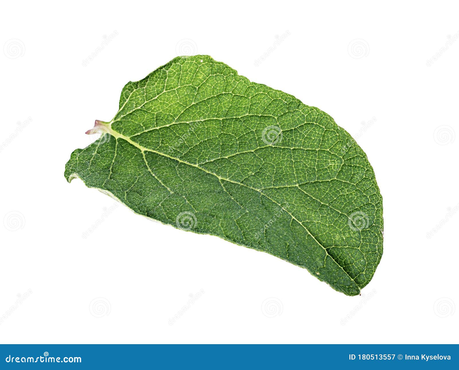 Eggplants Leaf Isolated on White Stock Image Image of isolated