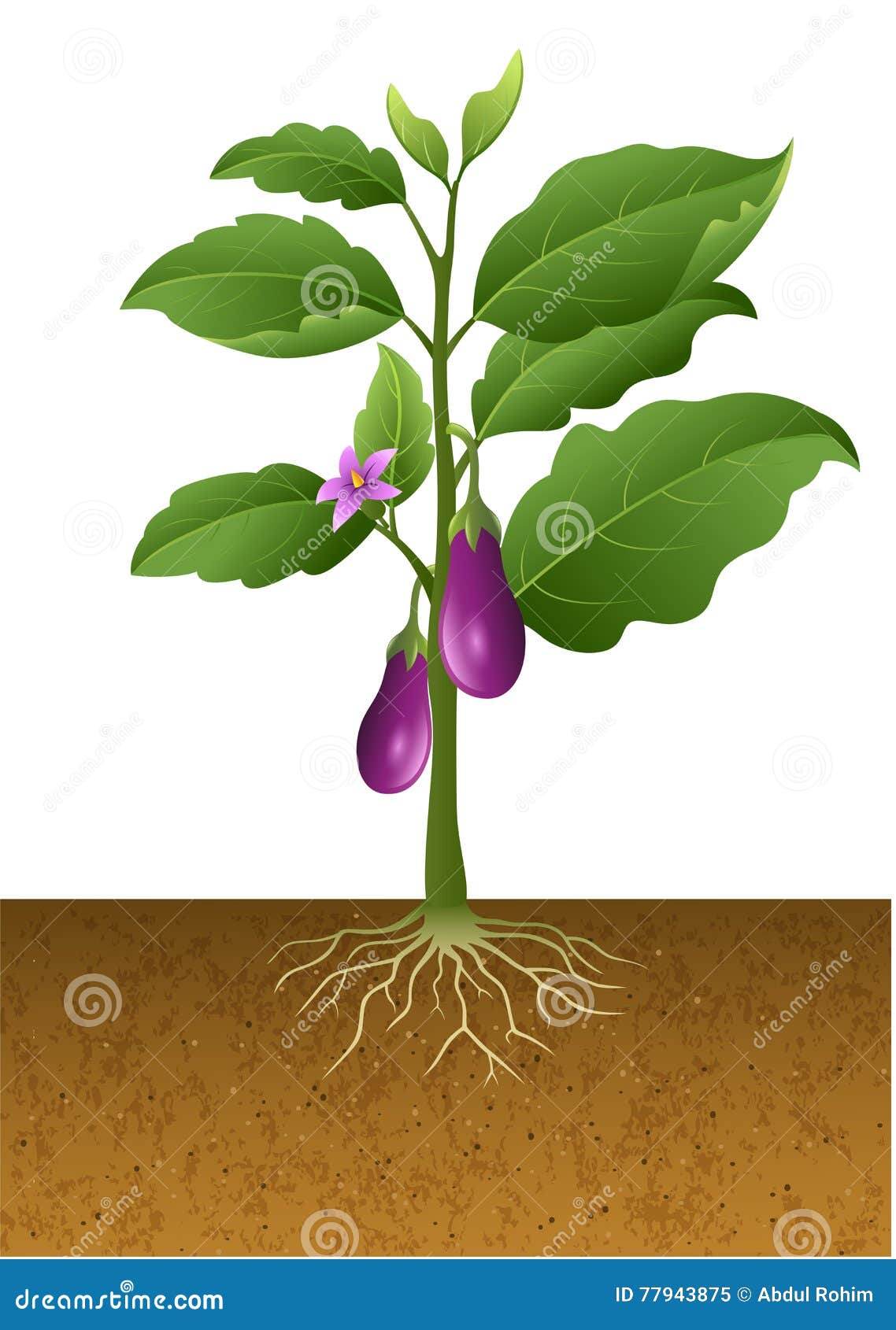Eggplant Plant Drawing