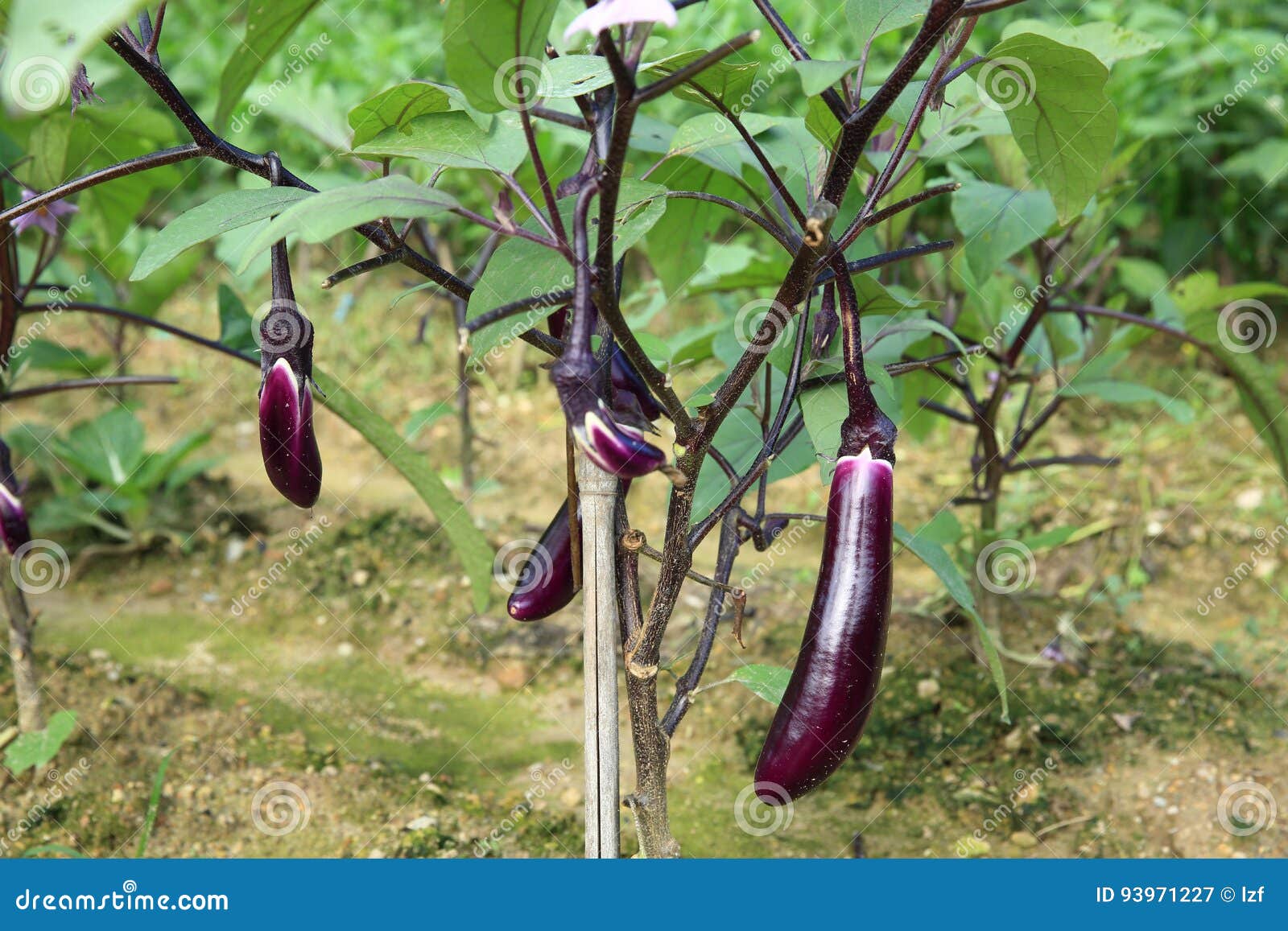 Eggplants at Vegetable Garden Stock Image Image of field, eggplants