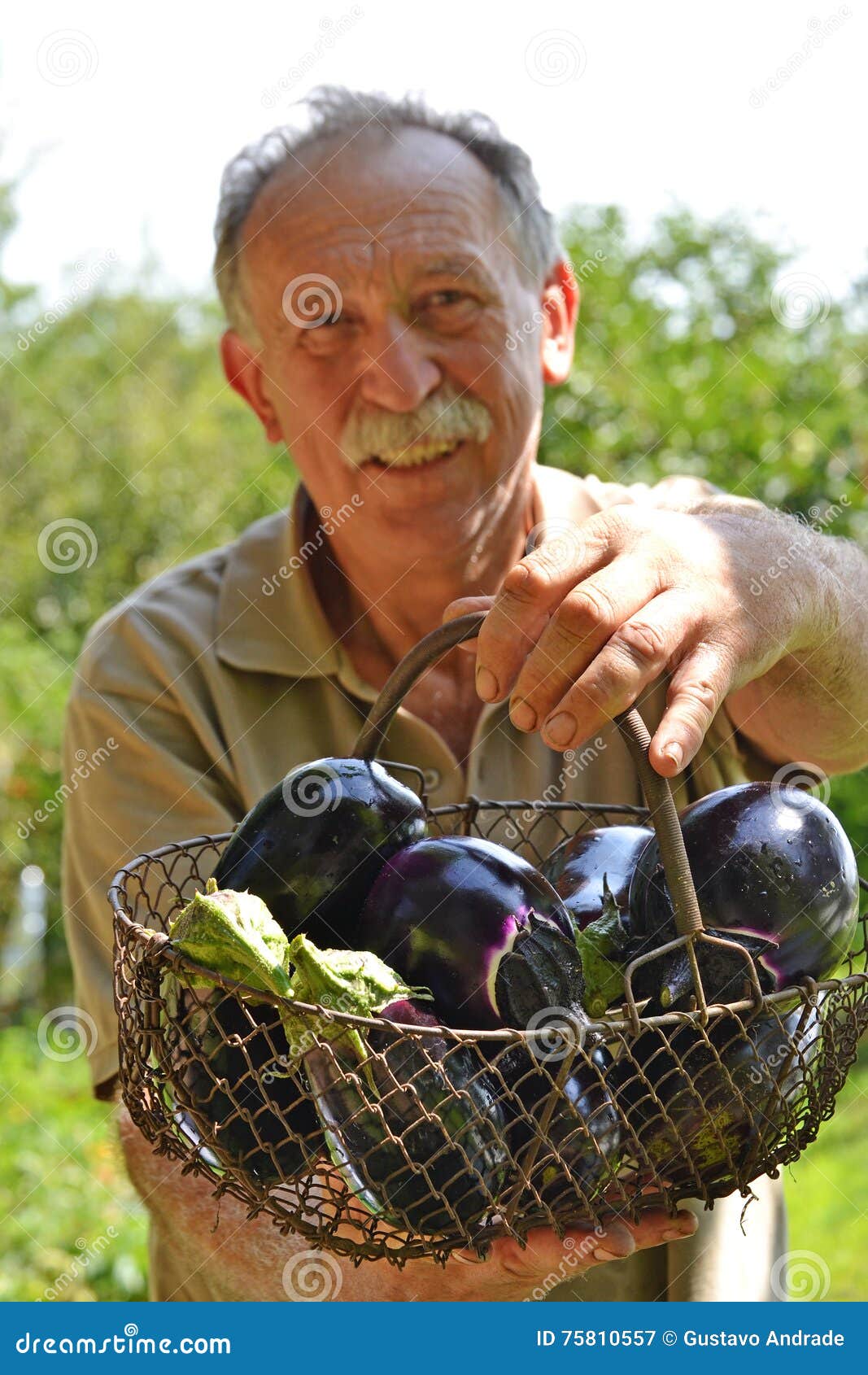 Eggplat farmer. stock image. Image of work, growing, green 75810557