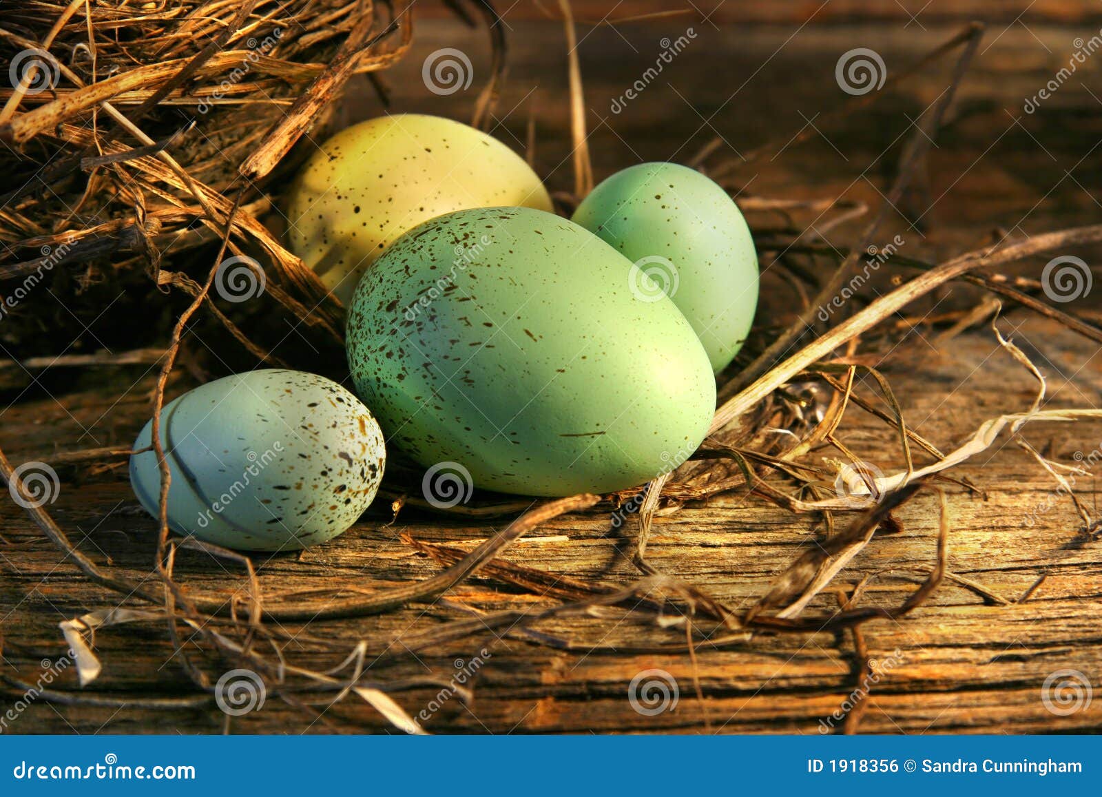 Eggs in the barn stock photo. Image of horizon, spotted 1918356